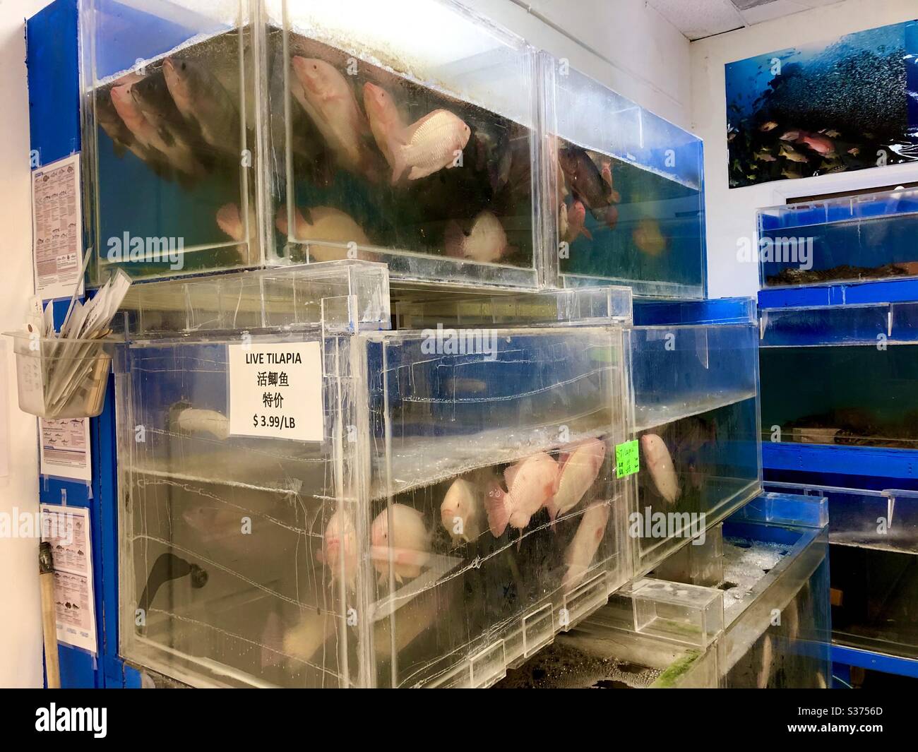 Fish tanks with live tilapia and various seafood for sale in an international market. Stock Photo