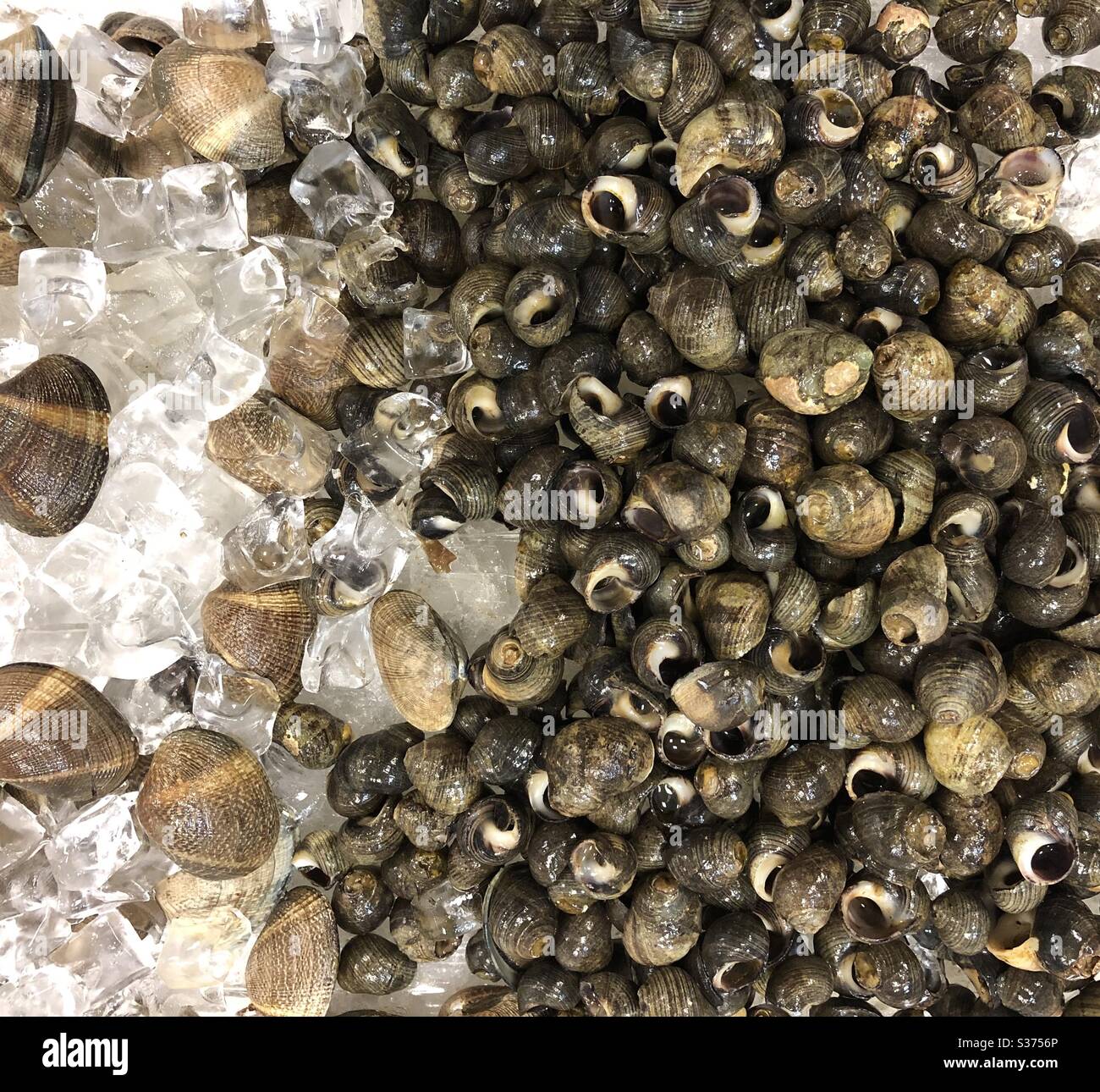 A variety of snails and clams in a live seafood market Stock Photo Alamy