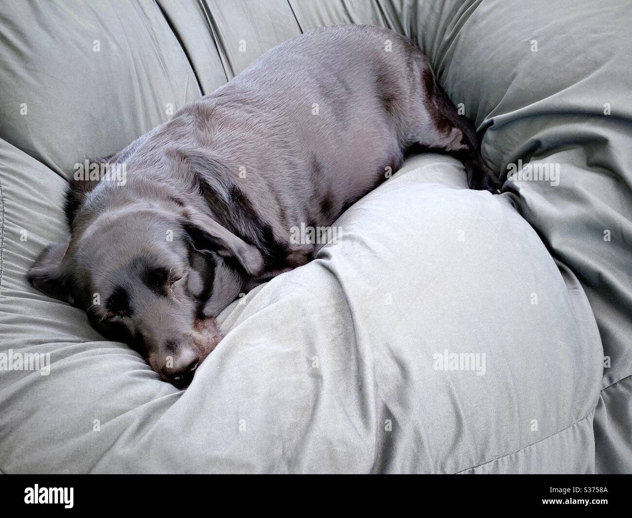 Closeup view of a mature nine year old Black Labrador lying on a giant comfortable beanbag seat indoors. 9 years old family pet dog resting on grey home furniture - Smartphone Captured Stock Image
