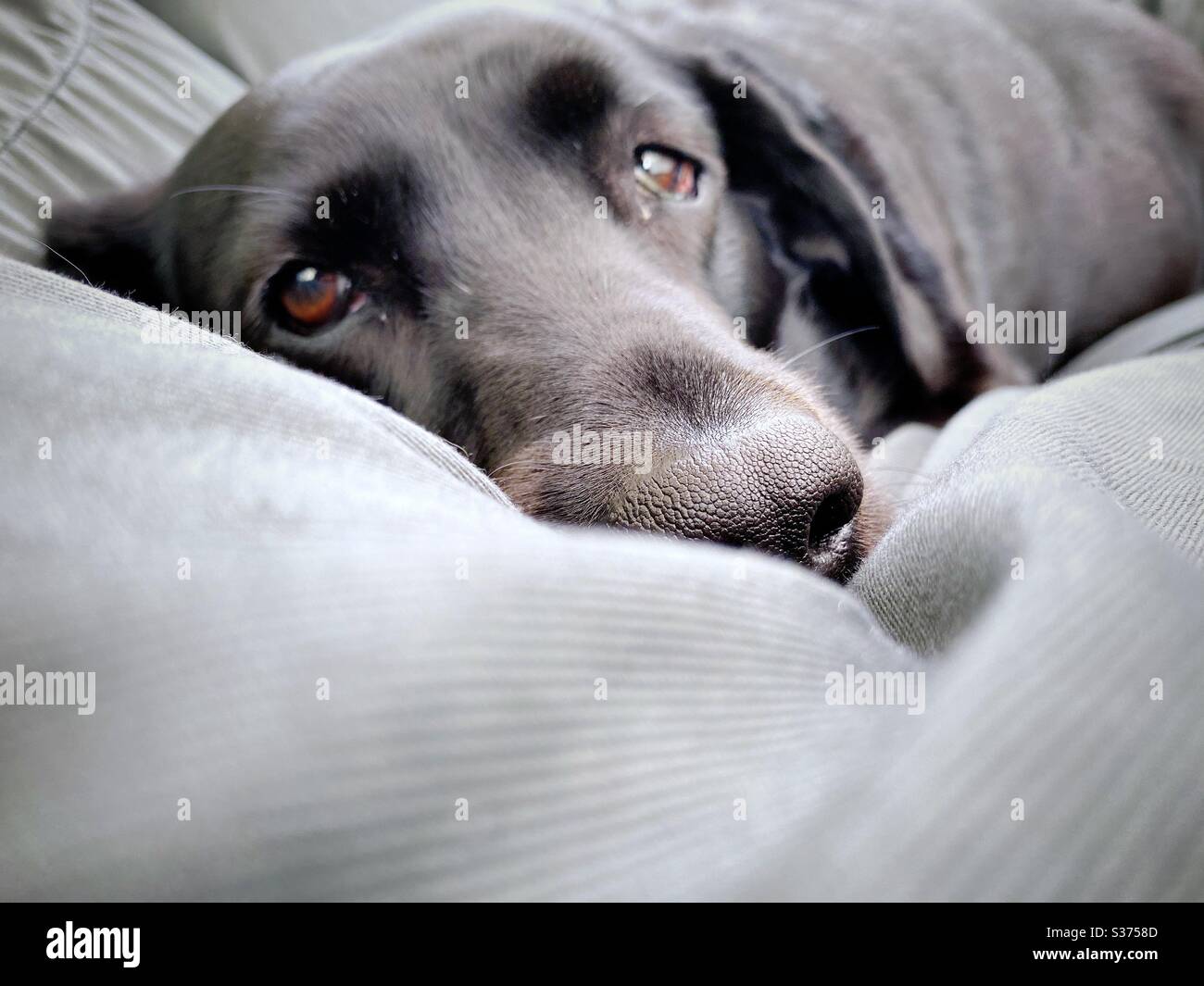 Closeup view of a mature nine year old Black Labrador lying on a giant comfortable beanbag seat indoors. 9 years old family pet dog resting on grey home furniture. - Smartphone Captured Stock Image
