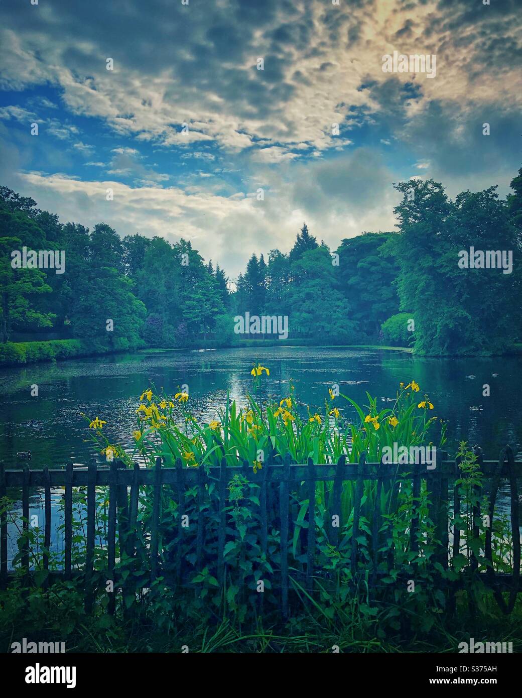 Iris flowers on the edge of a countryside pool surrounded by tree and dramatic sky. Stock Photo