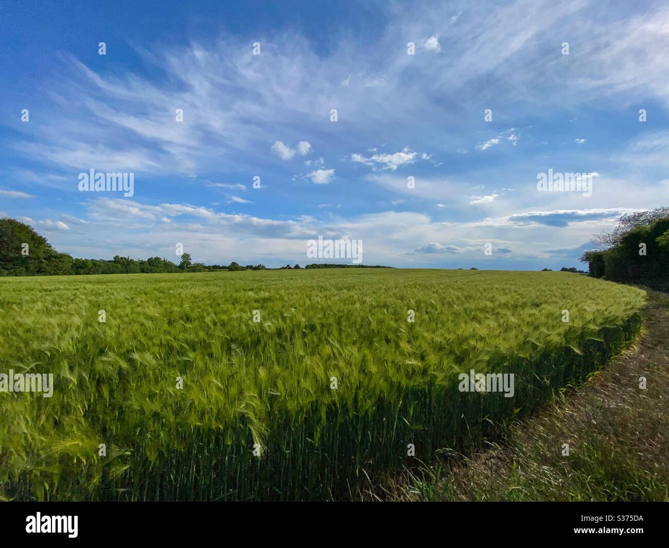 Moving crops under dramatic sky - Smartphone Captured Stock Image