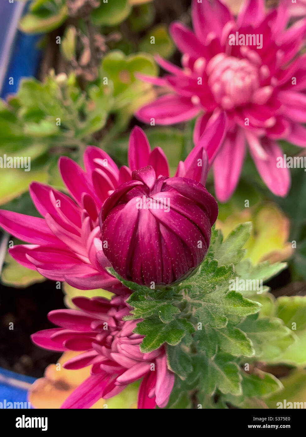 Chrysanthemum bud hi-res stock photography and images - Alamy