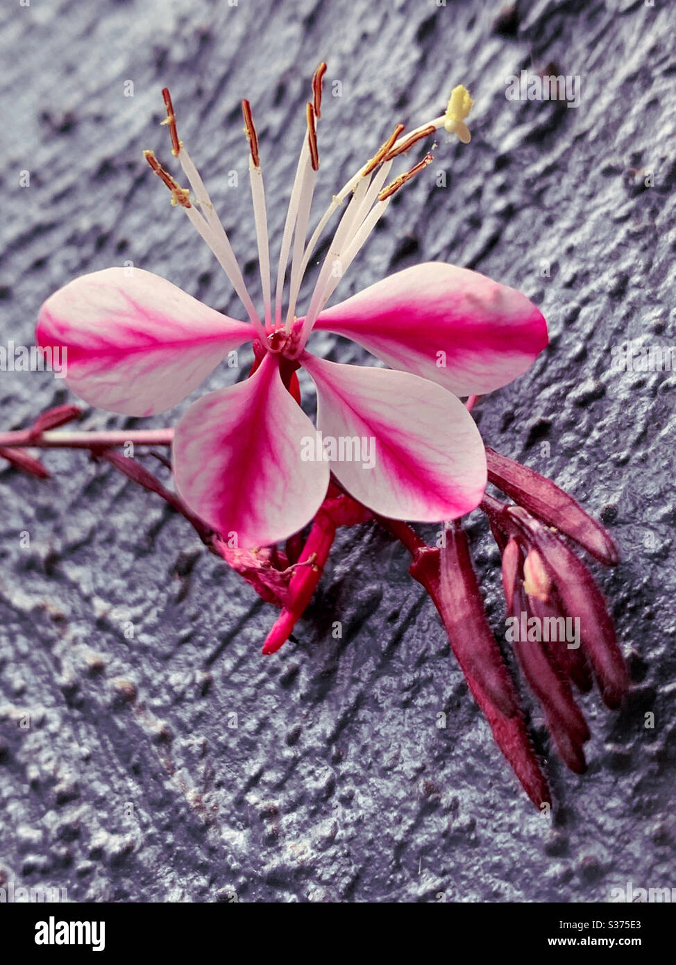 Pink and white striped Gaura flower fallen from its plant - Smartphone Captured Stock Image