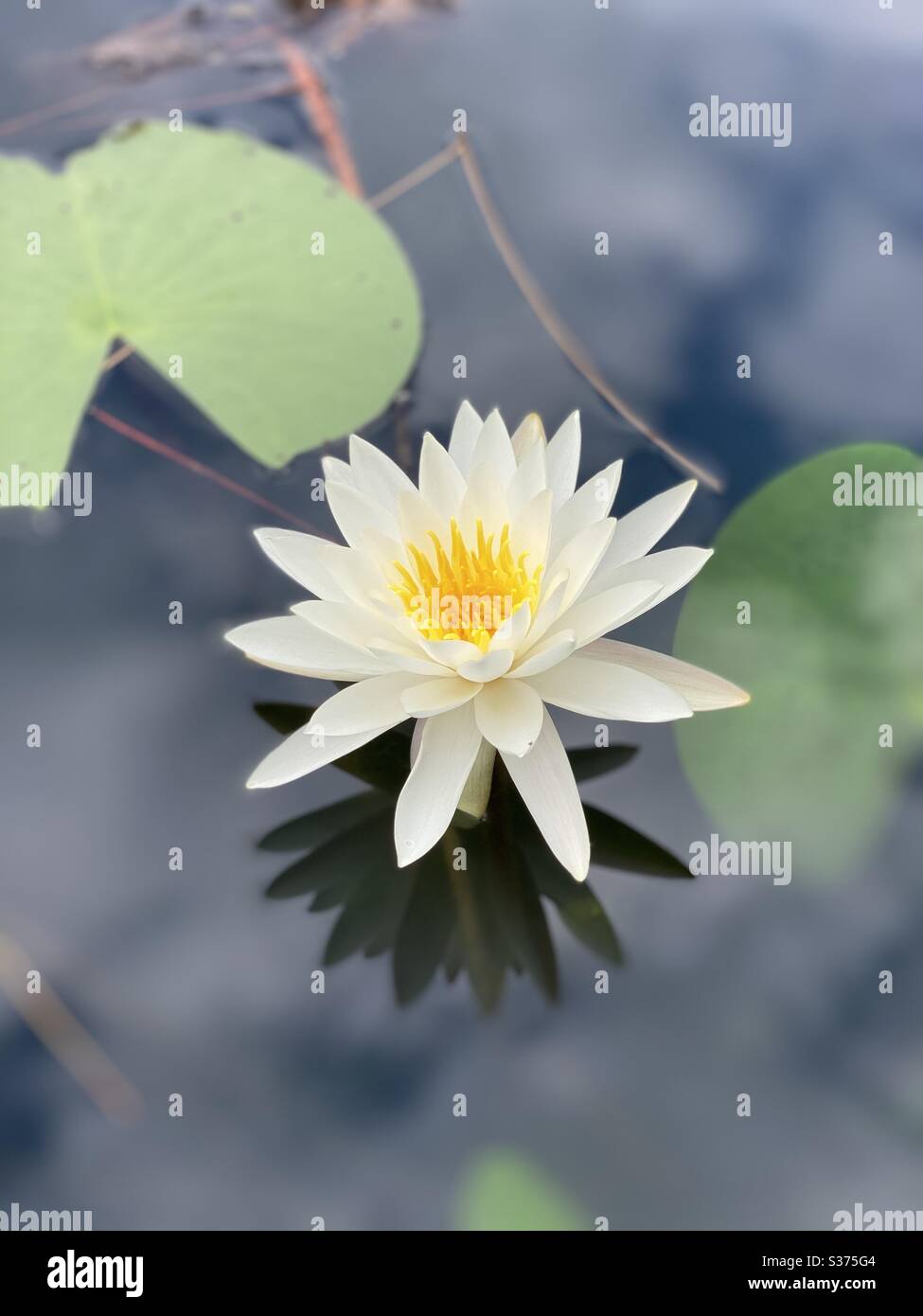 White lotus flower in a pond with reflections of the sky onto the water and reflection of flower onto the water - Smartphone Captured Stock Image