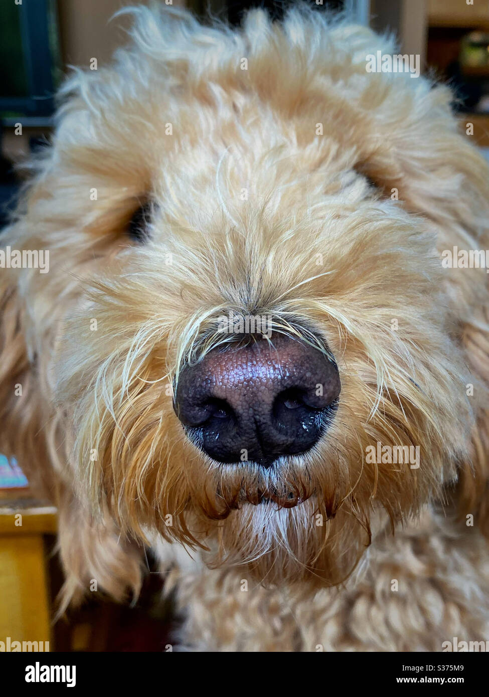 Closeup of golden doodle face and nose - Smartphone Captured Stock Image