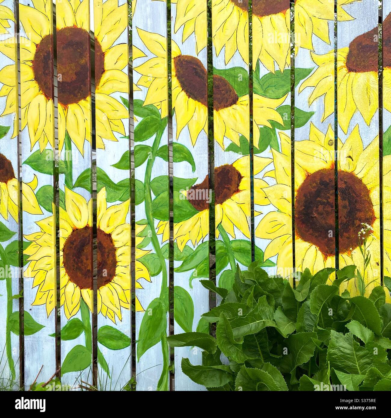 Sunflowers garden fence hires stock photography and images Alamy