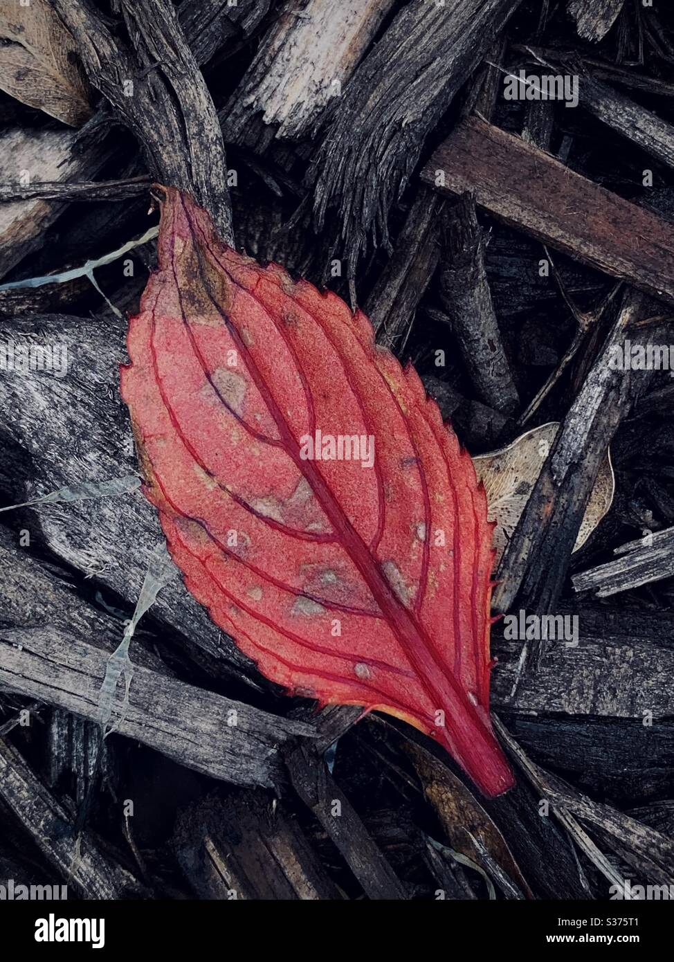 Red leaf in black mulch Stock Photo