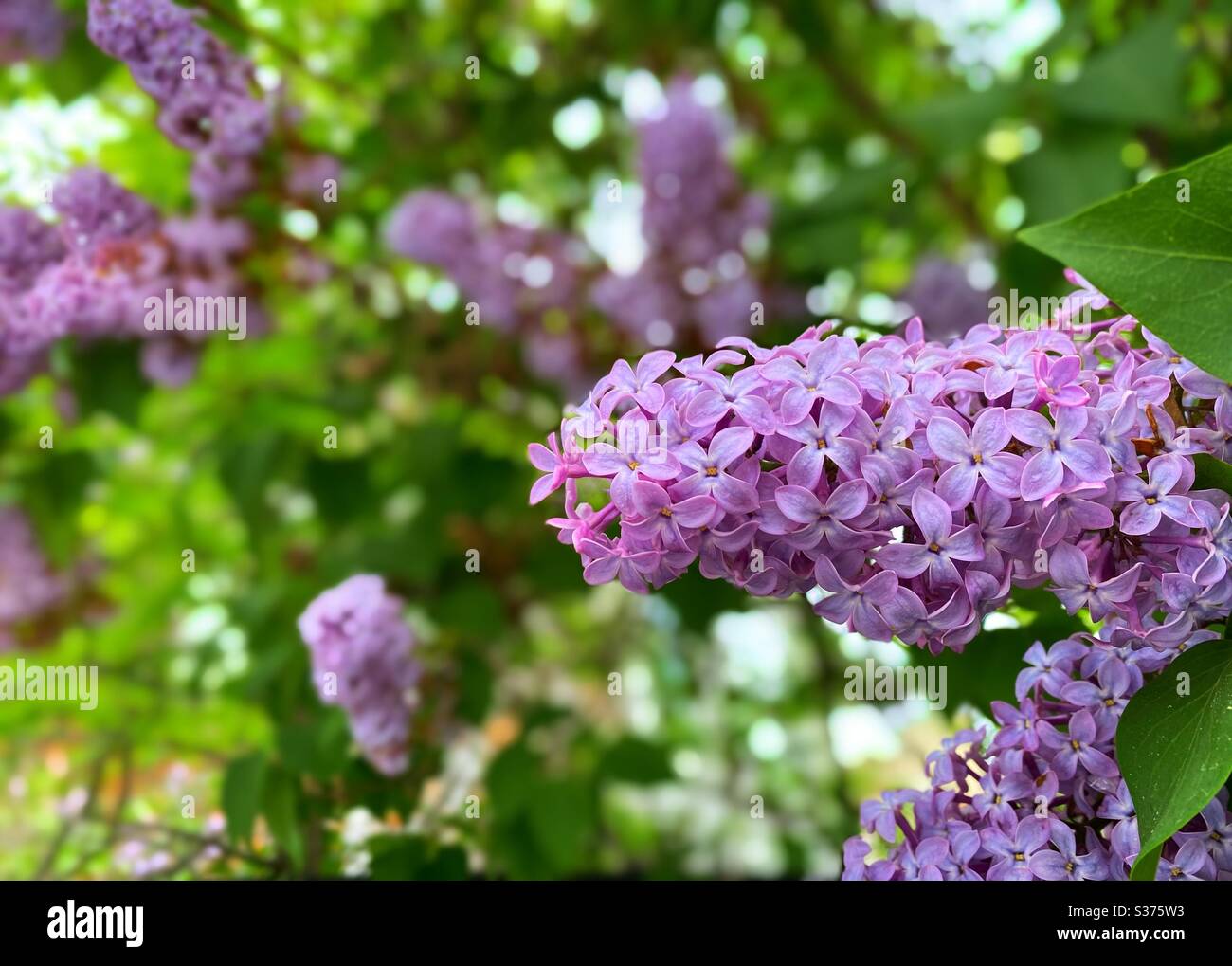 Lilac trees in bloom Stock Photo Alamy
