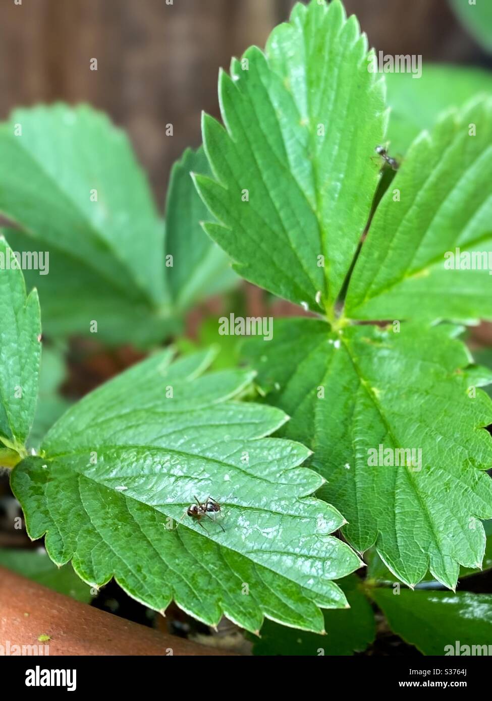 Strawberry leaves with ants Stock Photo Alamy