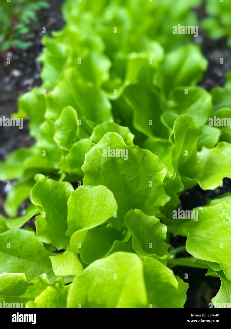 Home garden,home grown leafy green salad - Smartphone Captured Stock Image