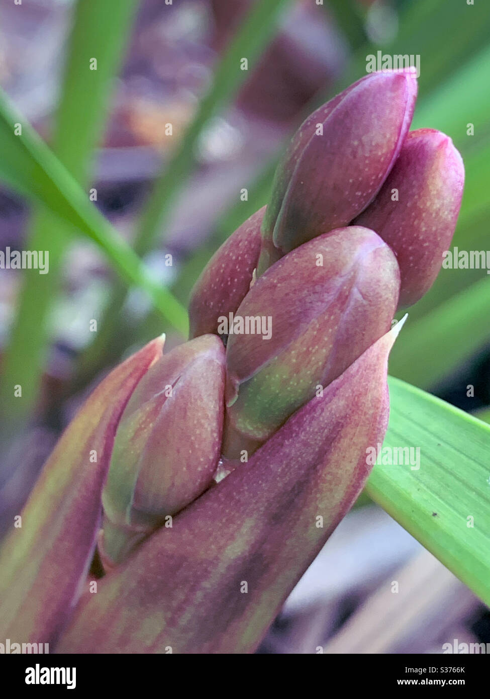 Macro of Purple-red and green coloured cymbidium Orchid buds Stock Photo