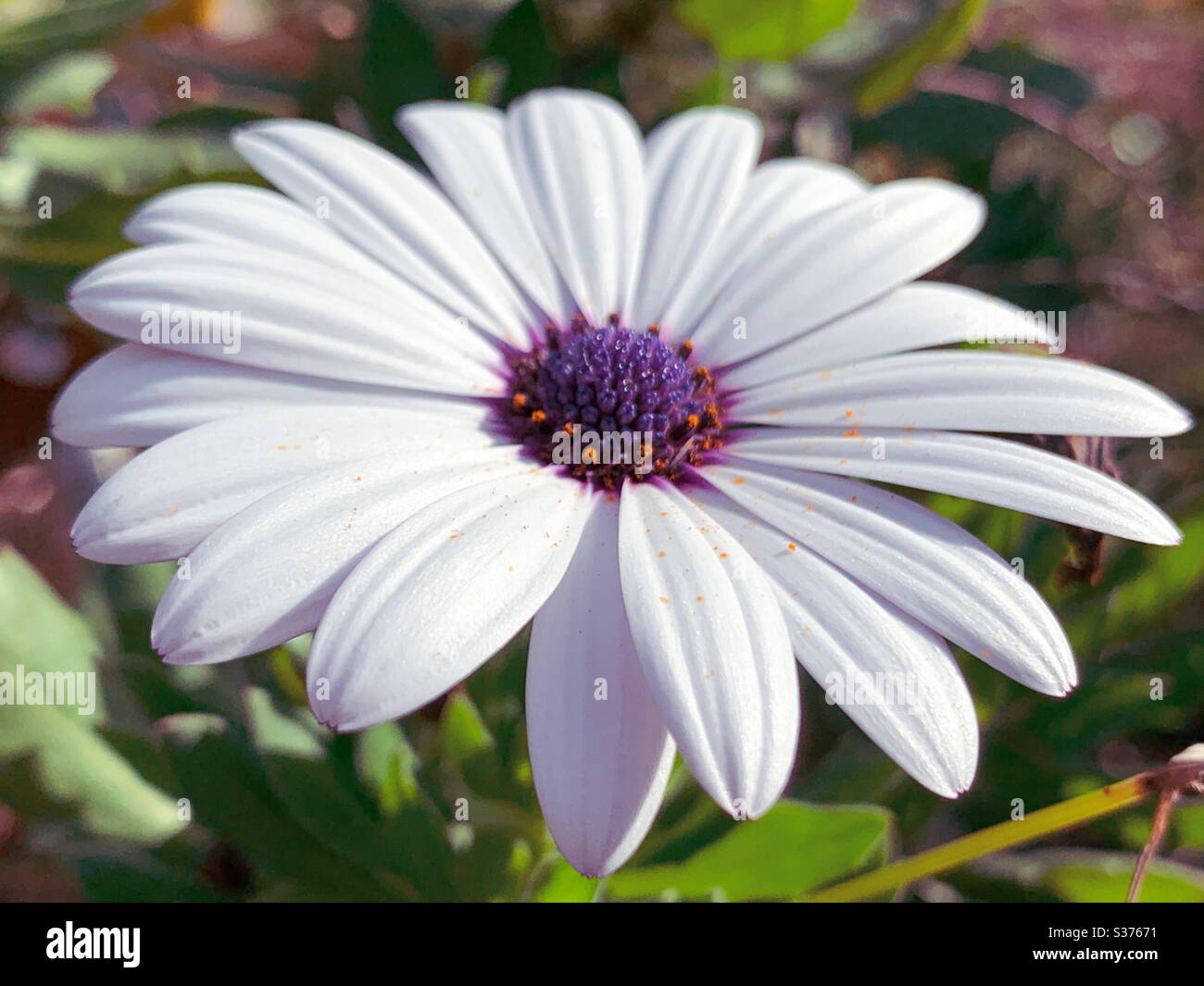 Whitest of white petals dotted with yellow pollen on this African daisy in the bright sun Stock Photo