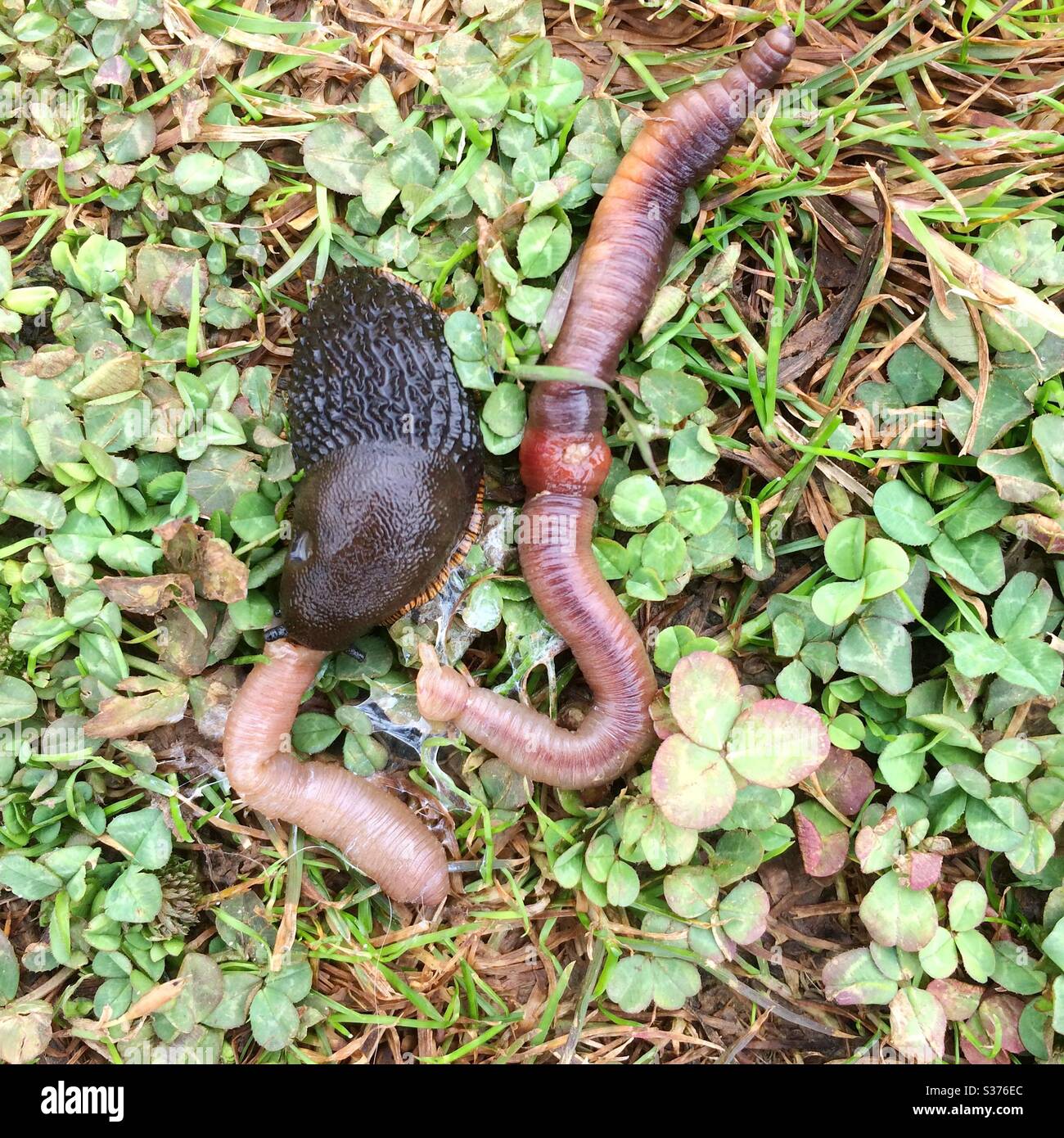 What do 2024 slugs eat