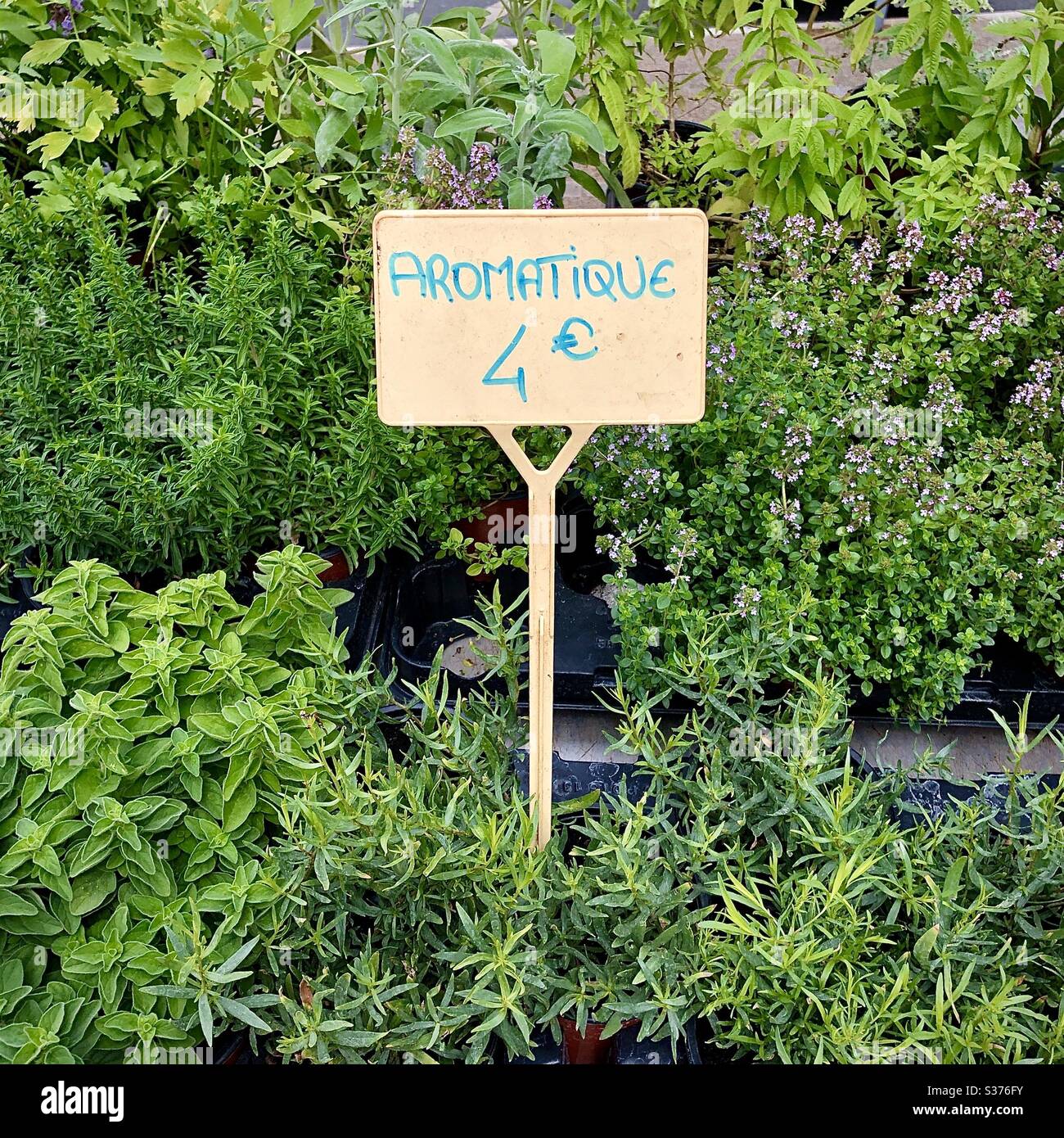 Selection of aromatic herbs for sale on French market stall. - Smartphone Captured Stock Image