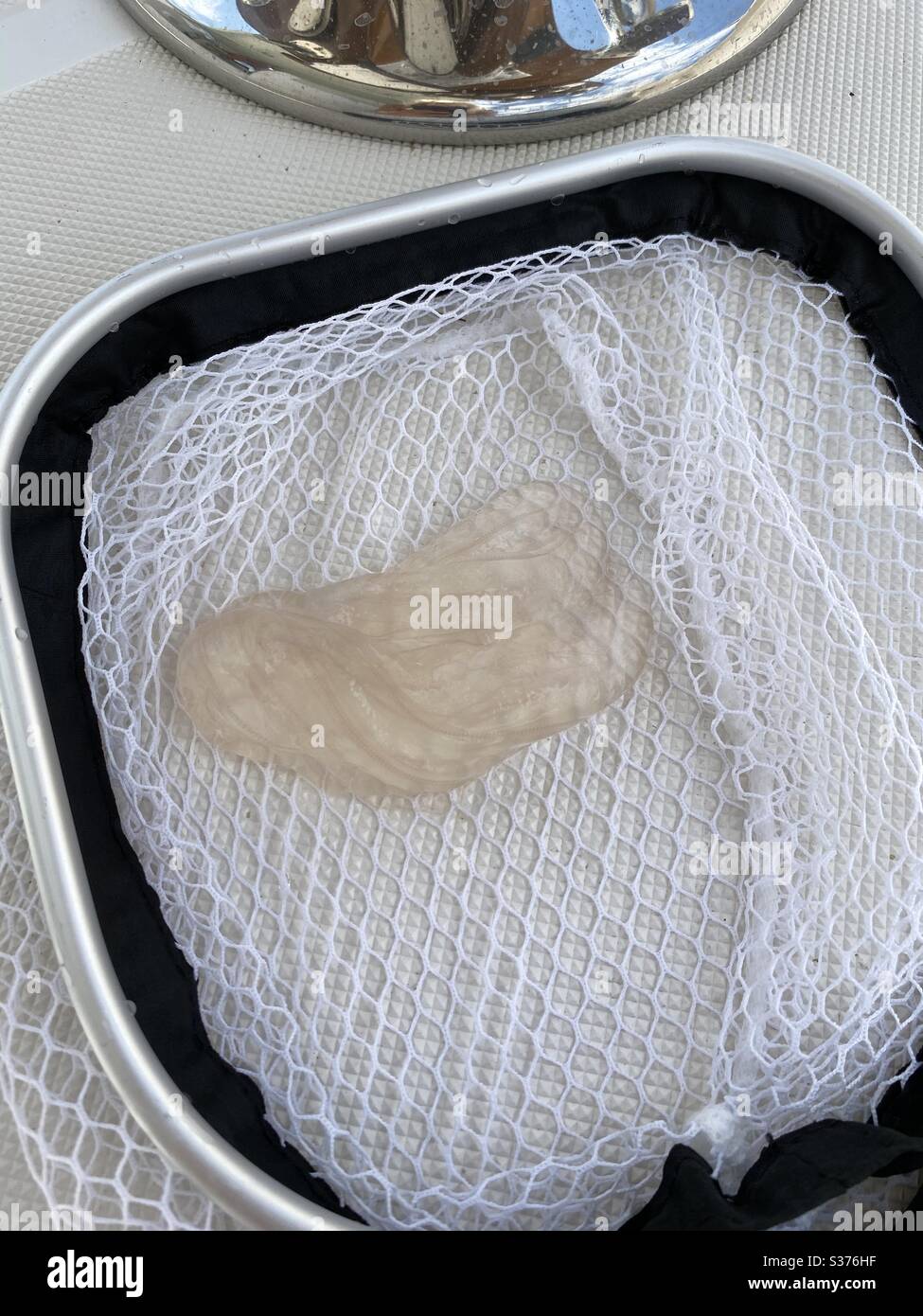 A clear jellyfish caught in a net from the Gulf of Mexico water - Smartphone Captured Stock Image