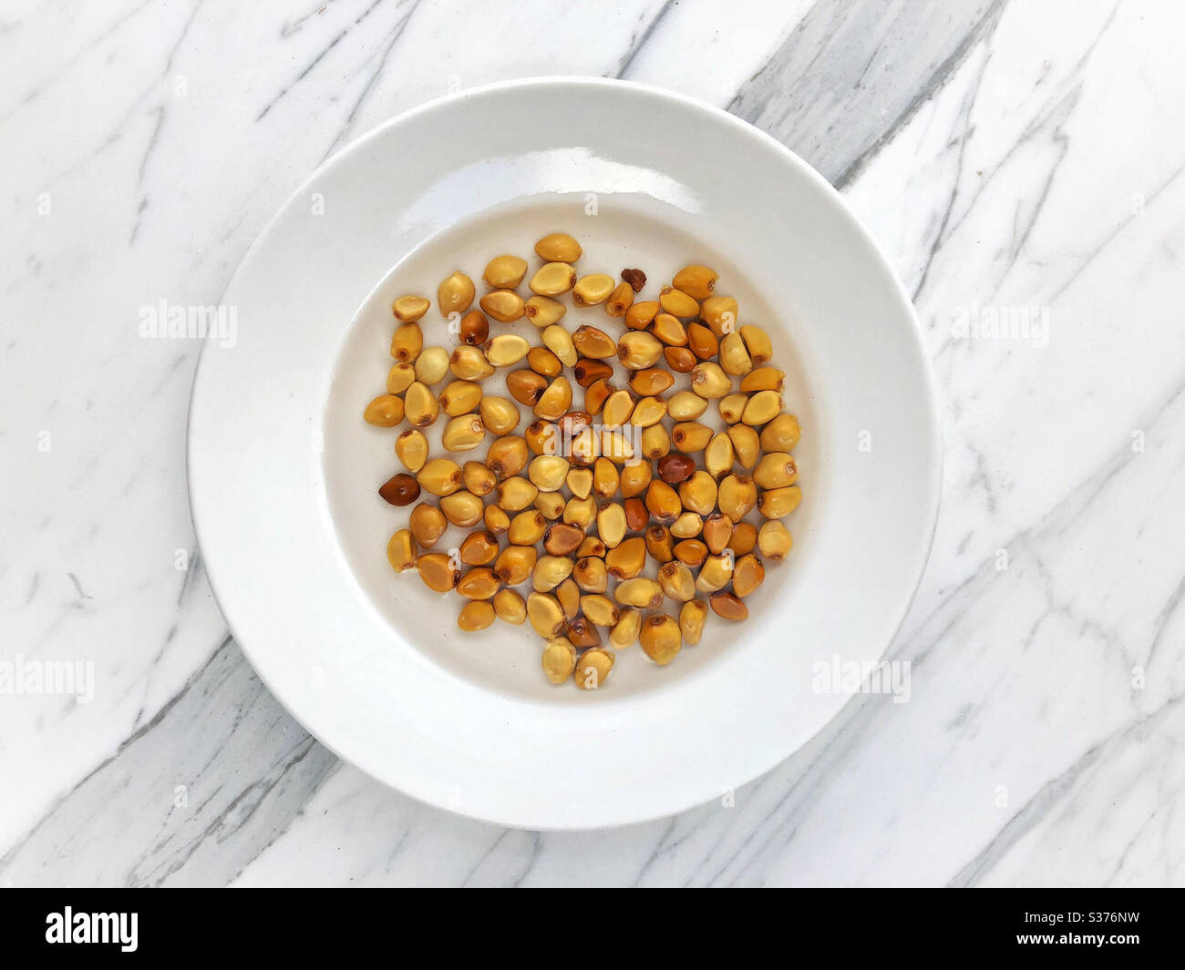 Soaking seeds to increase germination rate and shorten time to sprout before planting, moon flower seeds - Smartphone Captured Stock Image