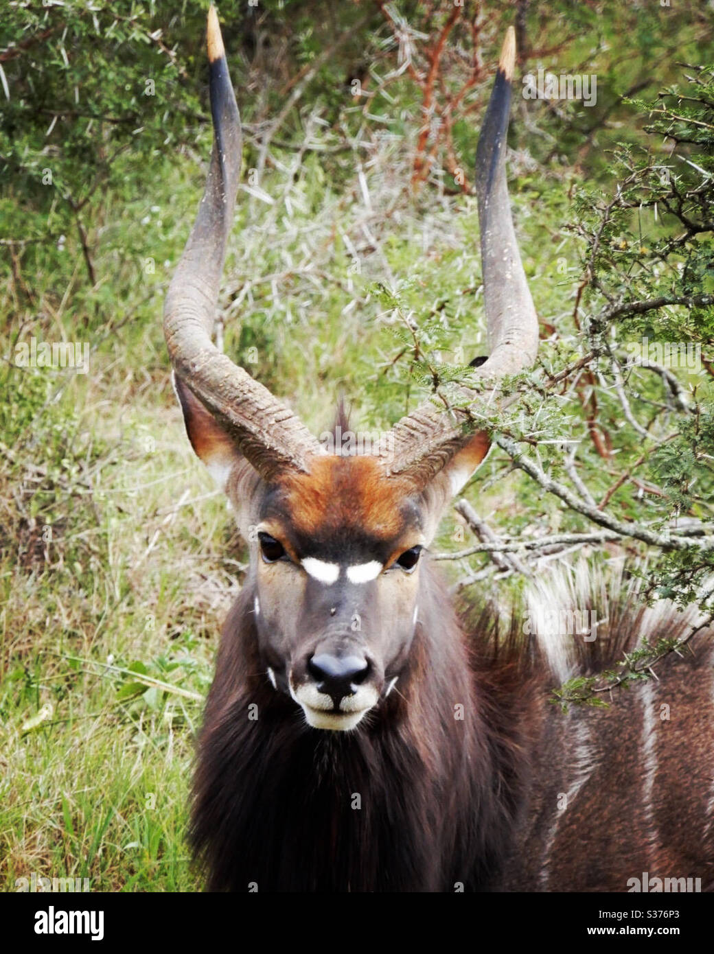 Male Nyala Antelope, Pumba Game Reserve, Port Elizabeth, South Africa Stock Photo