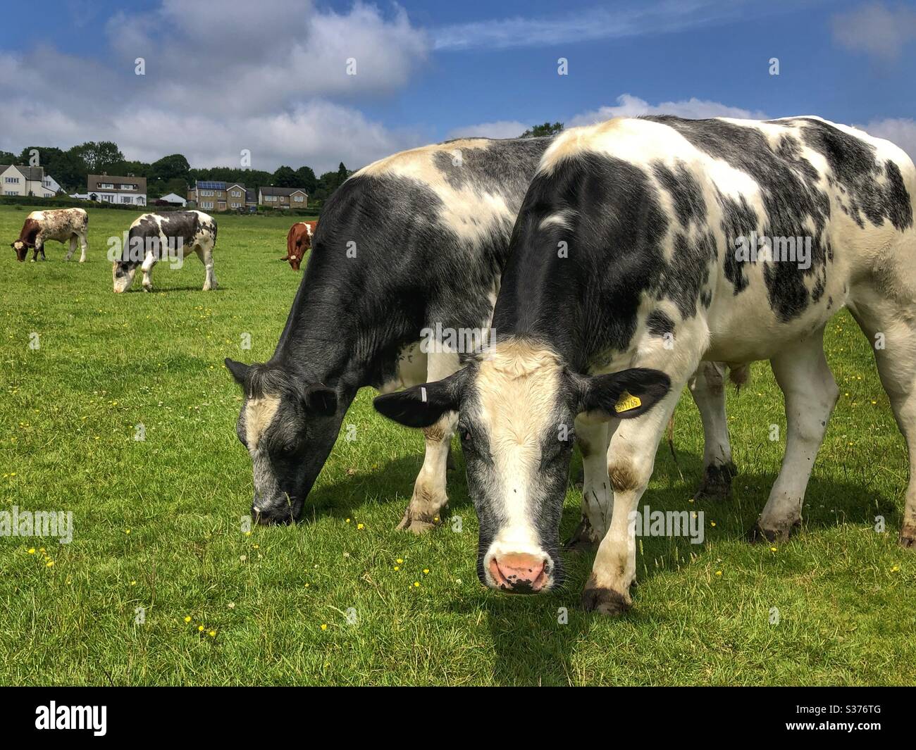 Bullocks grazing in a field in Guiseley West Yorkshire - Smartphone Captured Stock Image
