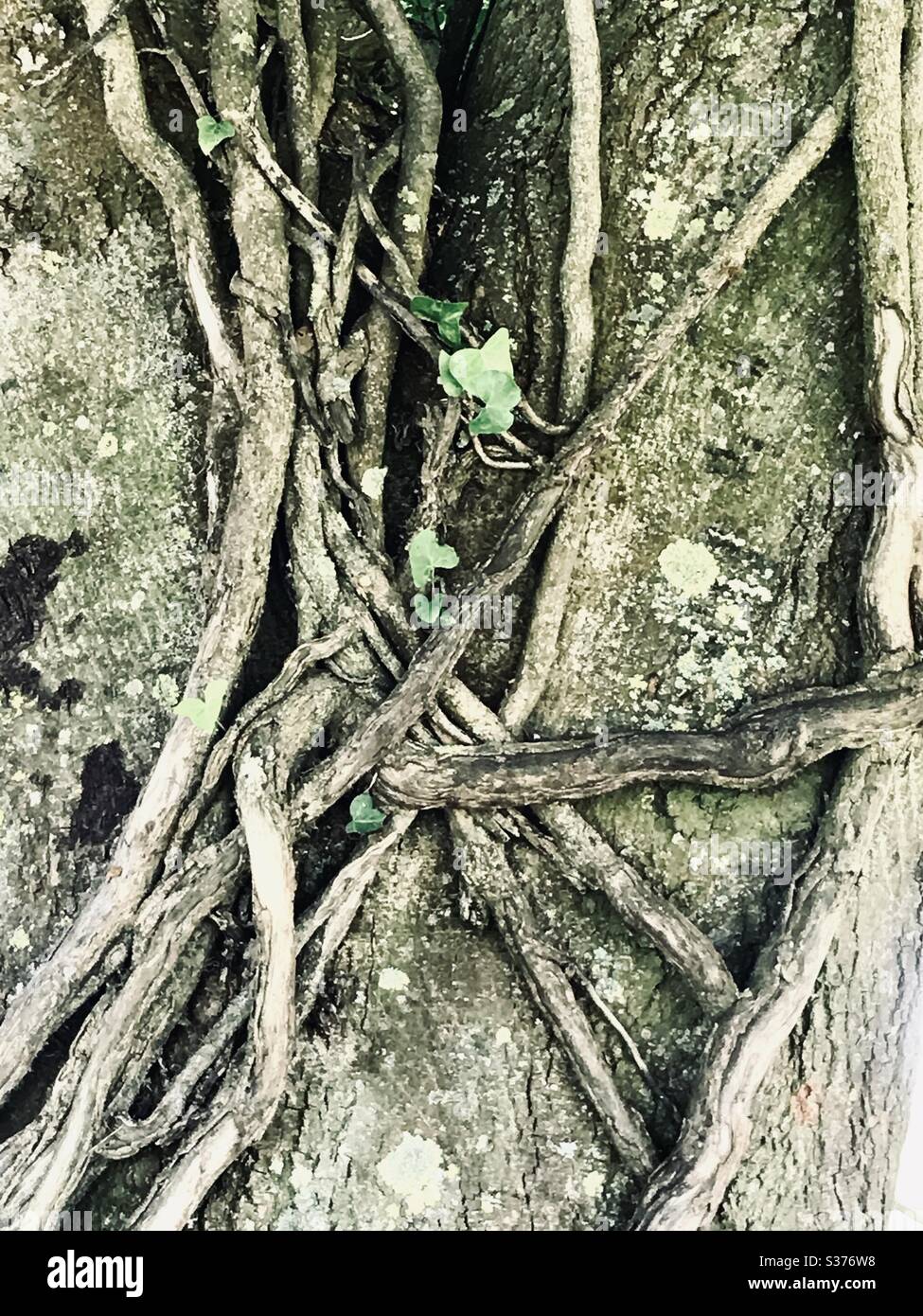 Intertwined ivy Hedera Helix branches climbing a tree trunk in Devon UK Stock Photo