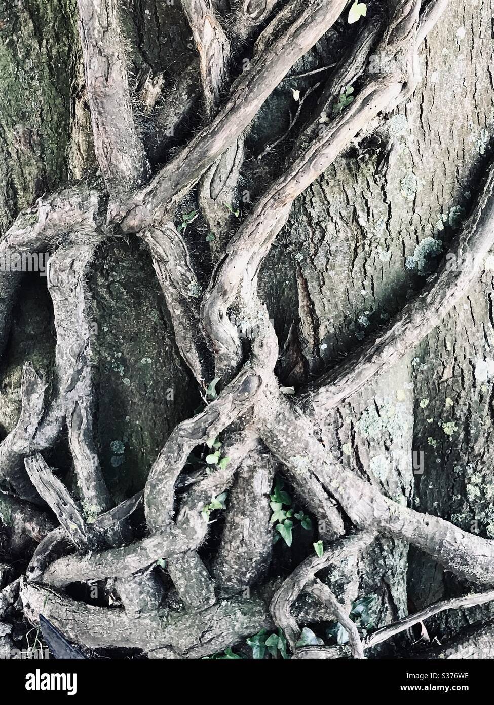 Intertwined ivy Hedera Helix branches climbing a tree trunk in Devon UK Stock Photo