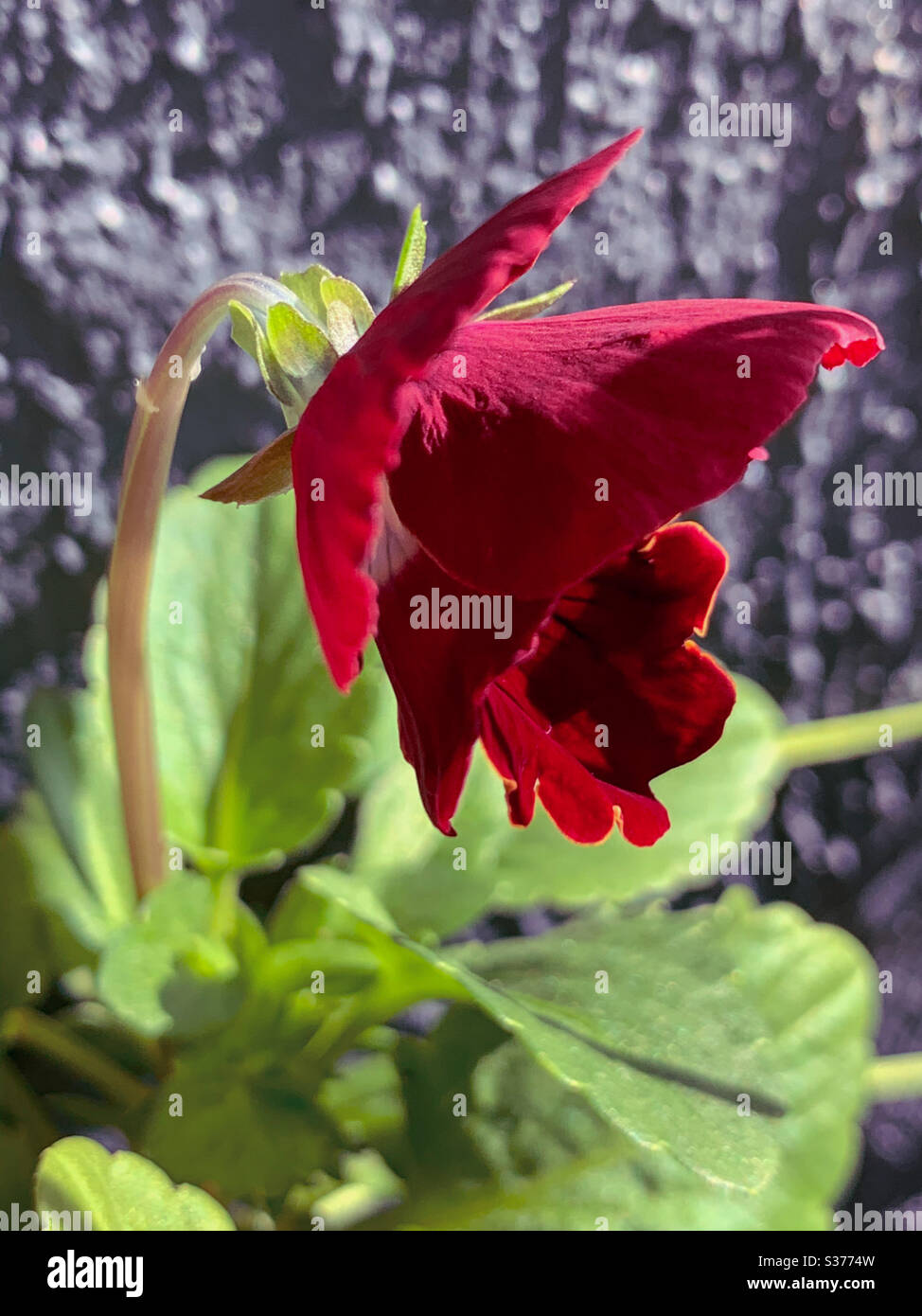 Side POV of velvety red pansy flower Stock Photo