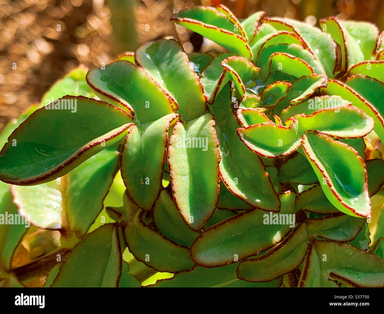 Green foliage plant with red edges - Smartphone Captured Stock Image