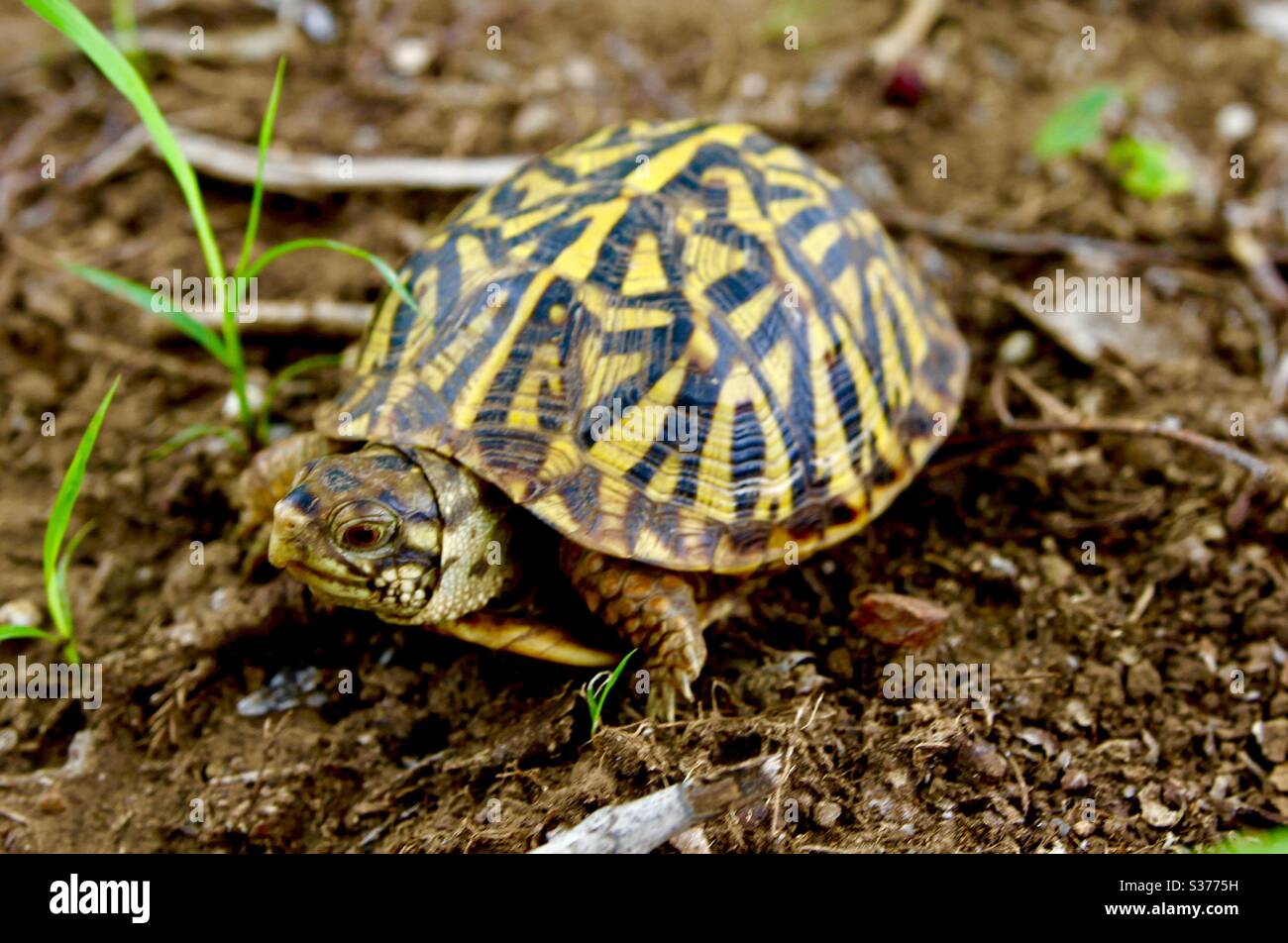 Terrepene ornate box turtle Wichita Mountains Oklahoma Stock Photo