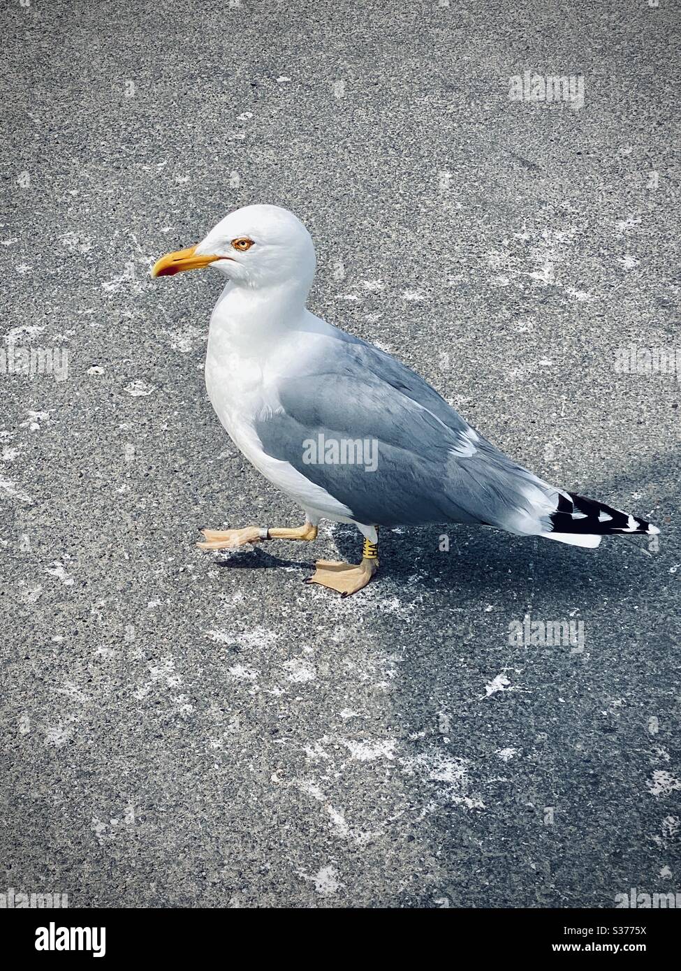 Seagull walking - Smartphone Captured Stock Image