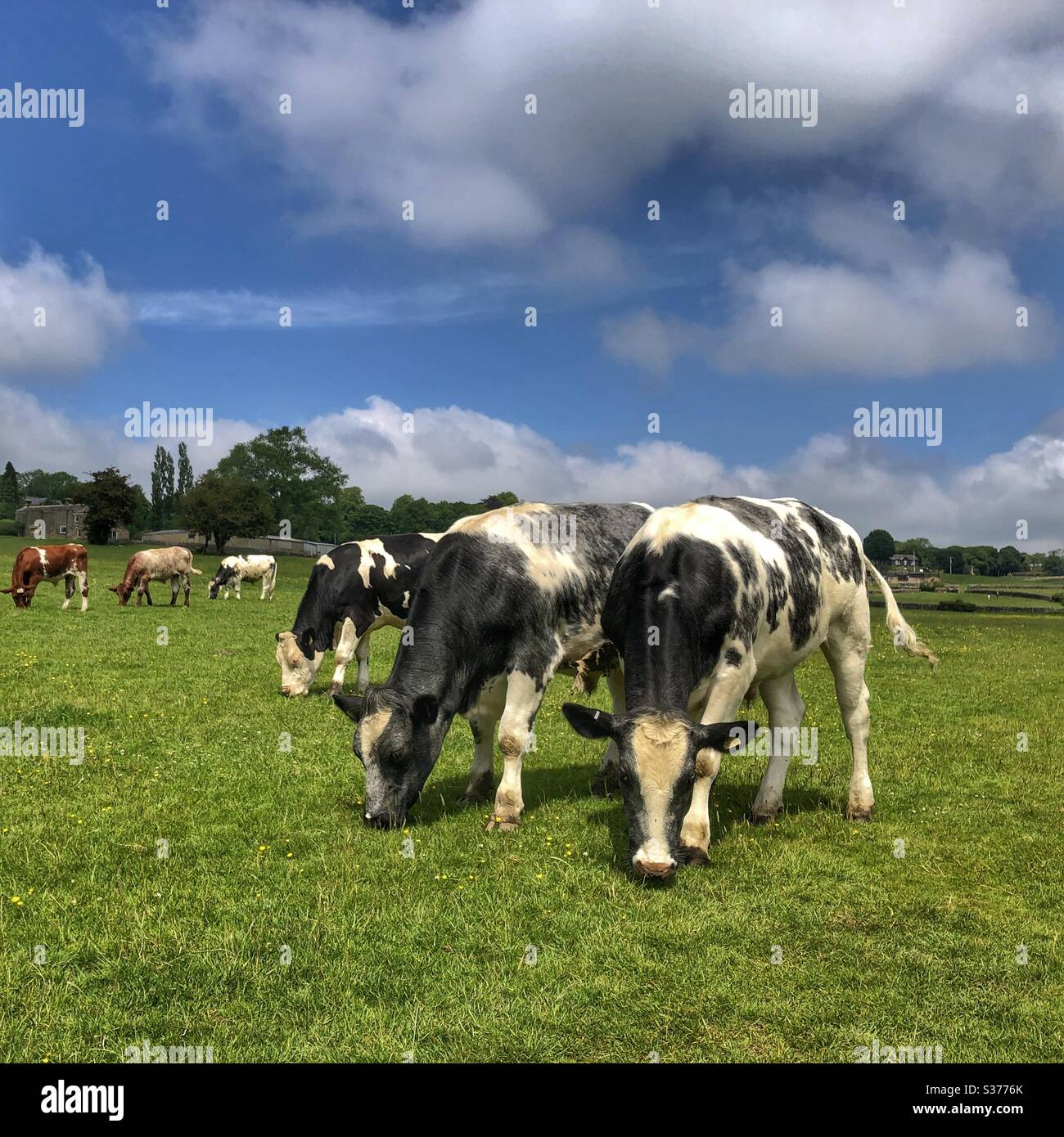 Bullocks grazing in a field in Guisley West Yorkshire - Smartphone Captured Stock Image