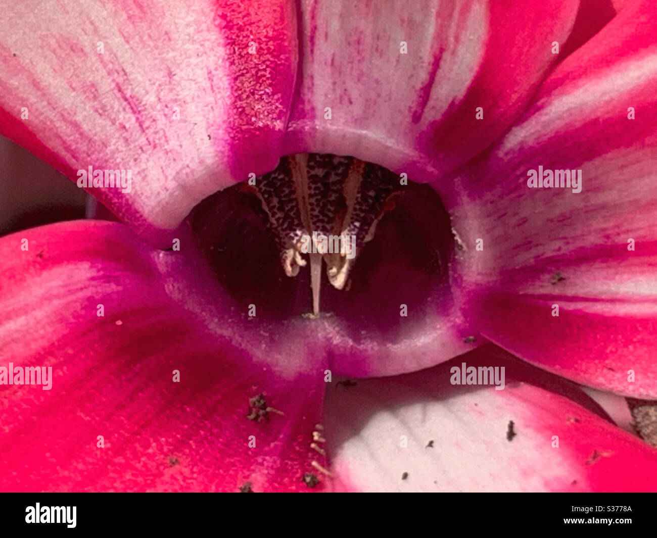 Closeup of centre of a Cyclamen flower - Smartphone Captured Stock Image