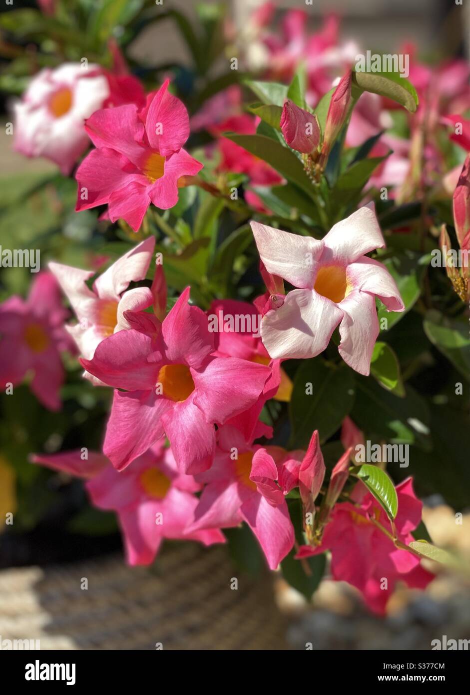 Bright pink mandevilla or also called trumpet plant blooms - Smartphone Captured Stock Image