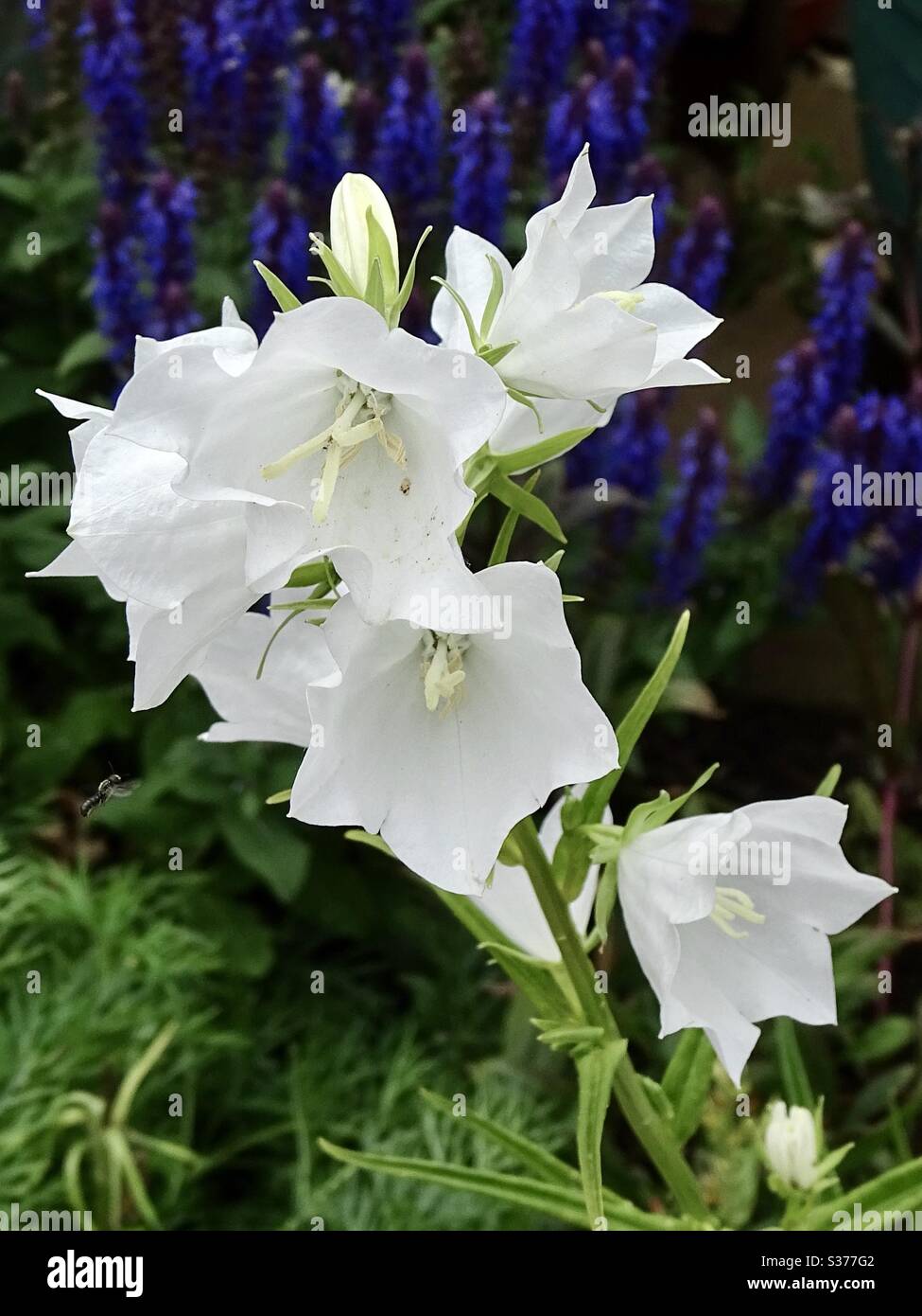 Beautiful white campanula flowers in the summer sunshine Stock Photo