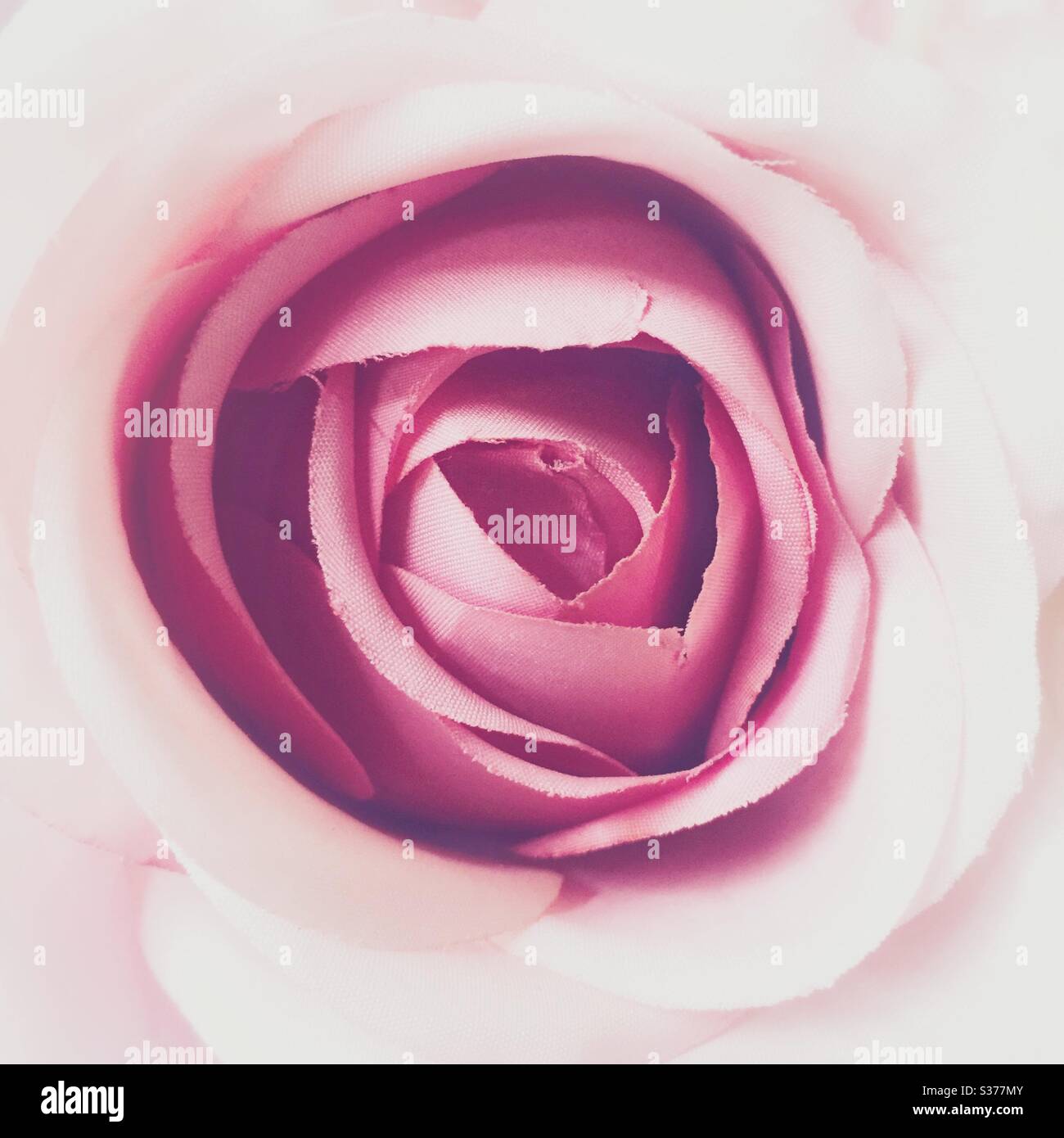 Close up of a pretty pink rose showing delicate petals - Smartphone Captured Stock Image