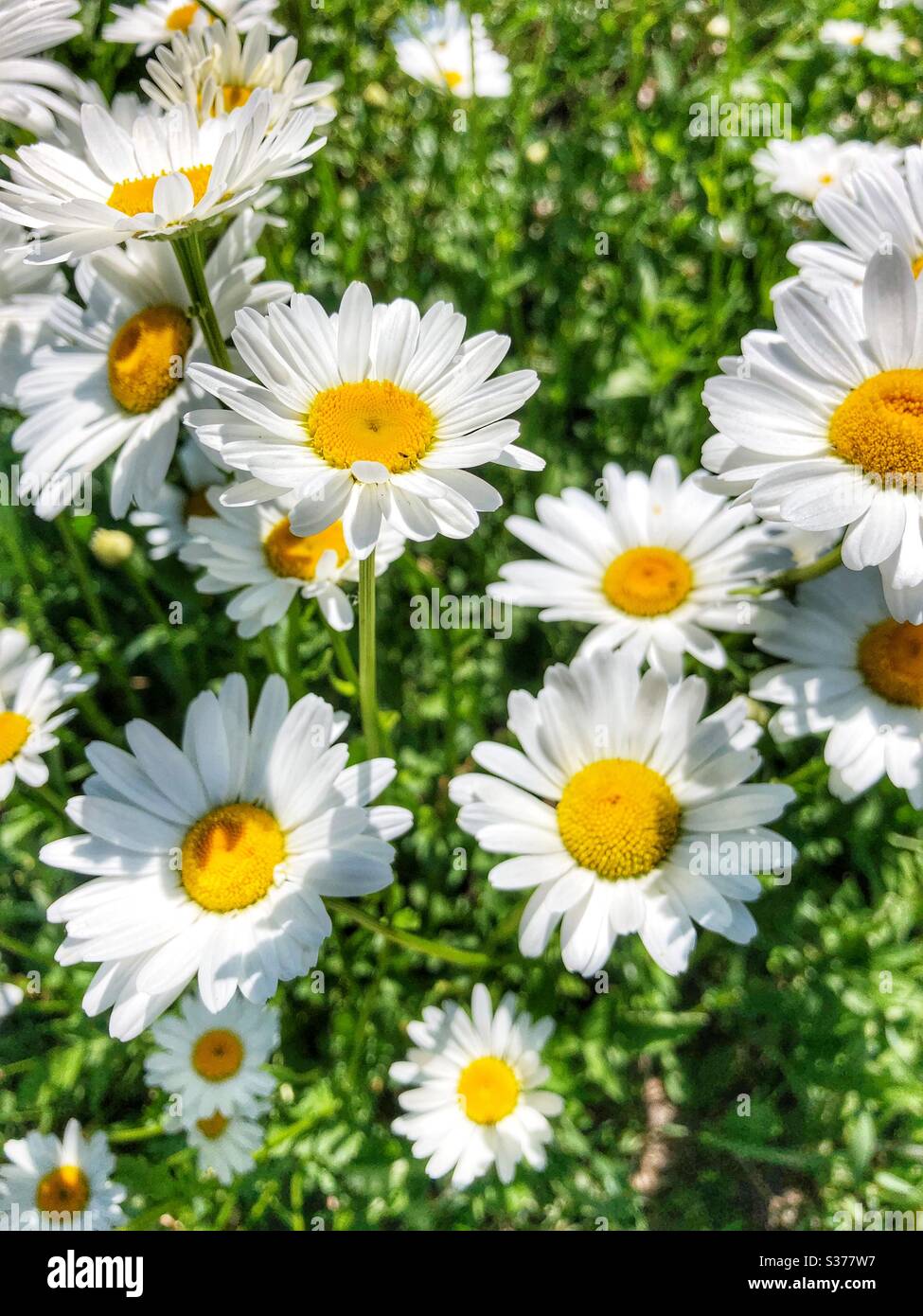 A bunch of daisies Stock Photo Alamy
