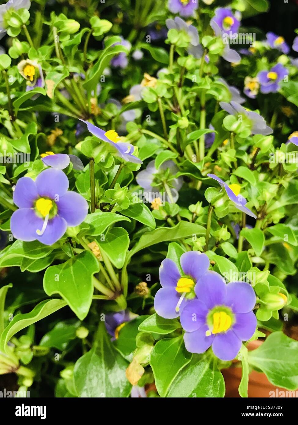 Potted purple flower plants , snap in a semi shaded place , Singapore Stock Photo