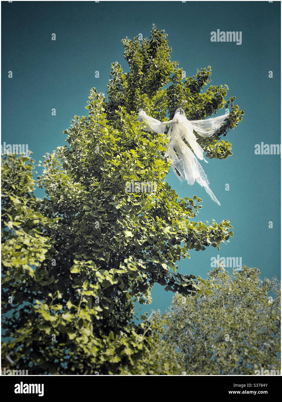 Plastic caught in tree looks like an angel or a fairy. - Smartphone Captured Stock Image