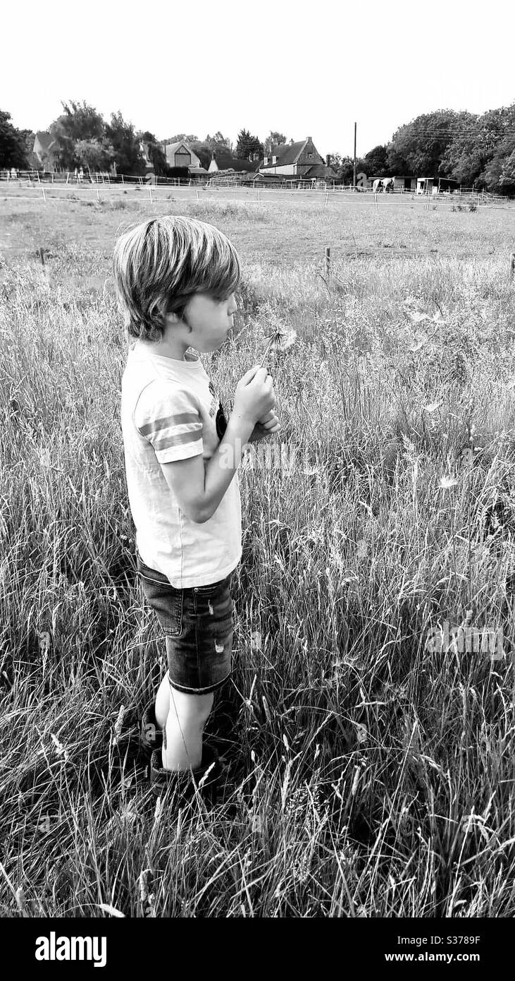 Telling the time on a dandelion clock Stock Photo Alamy