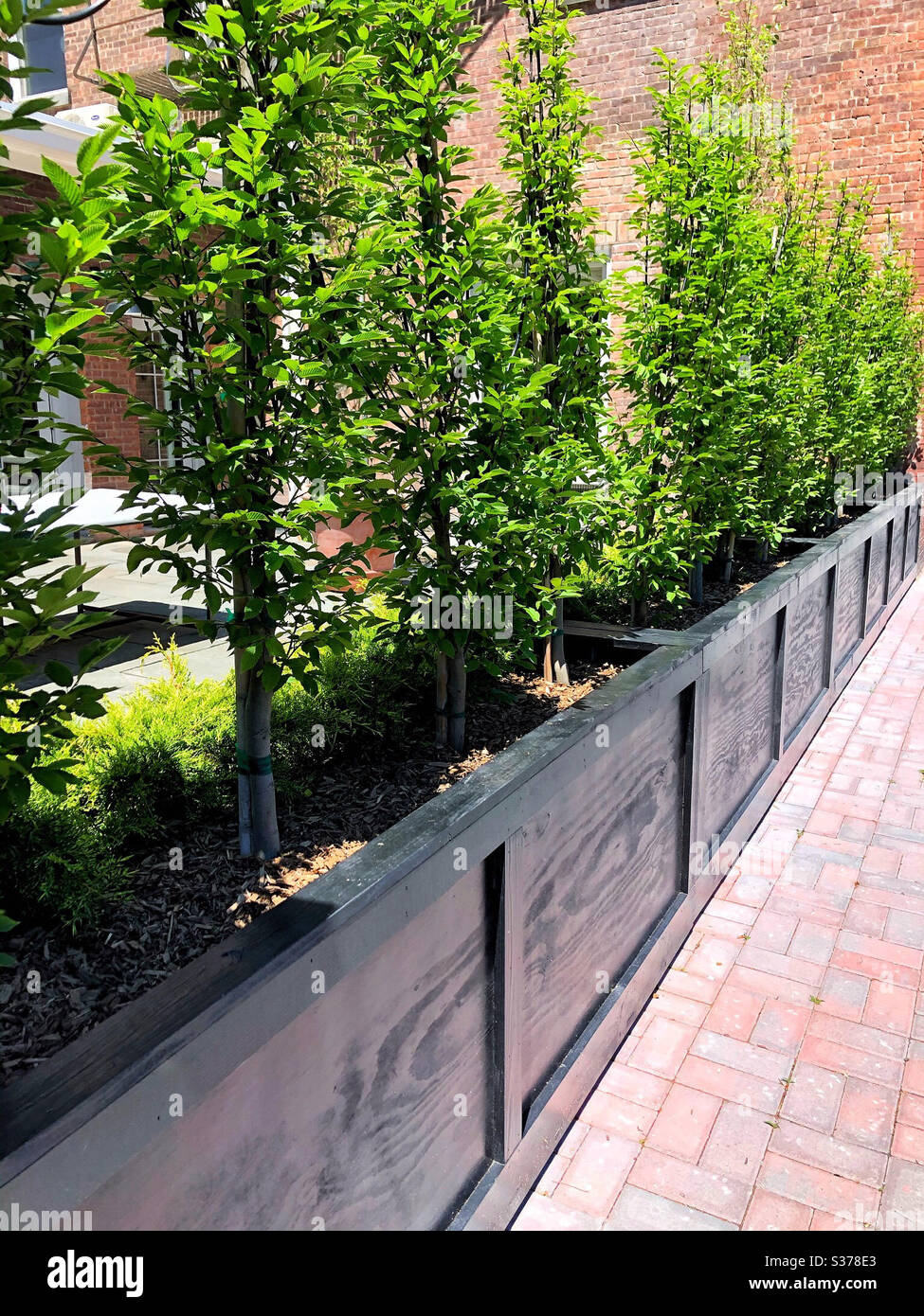 Outdoor patio ready for diners at local restaurant, delineated by wooden planters and narrow, upright hedge and hops vine - Smartphone Captured Stock Image