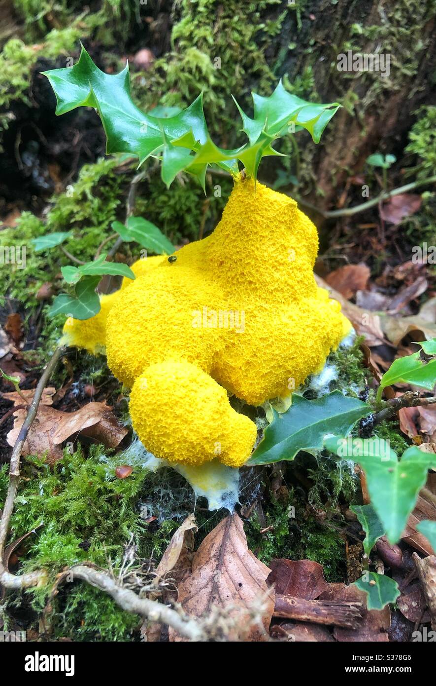 Yellow Slime Mould topped with holly sapling Stock Photo