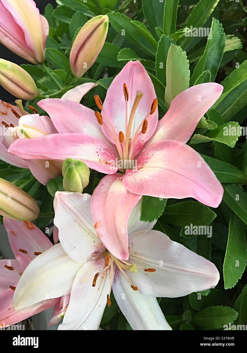 Close up of pink and white lilies Stock Photo - Alamy