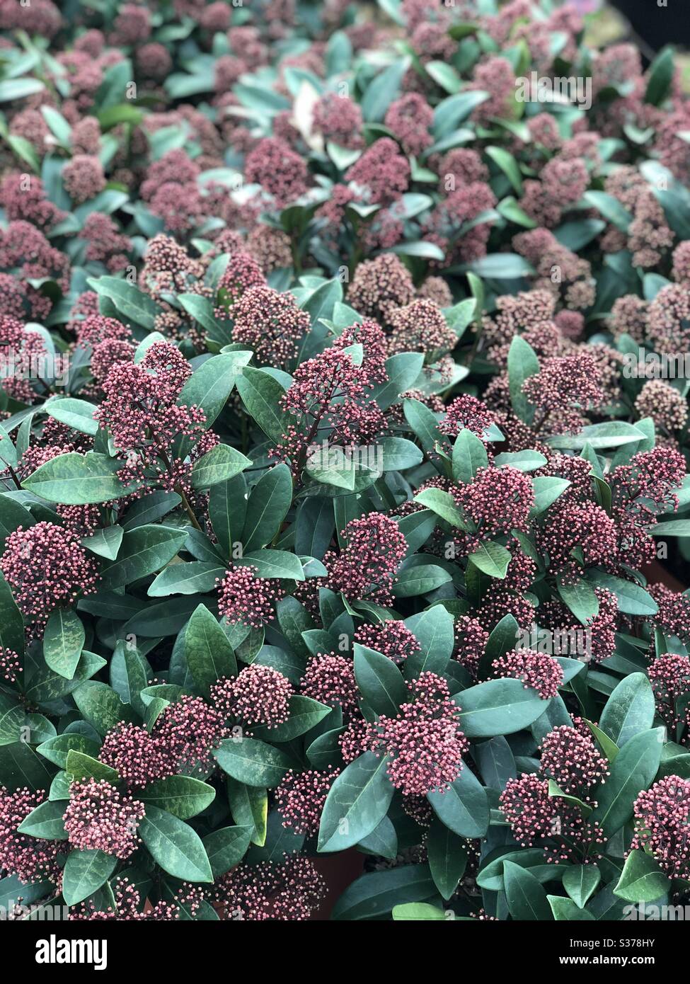 Plants that make you smile Stock Photo Alamy