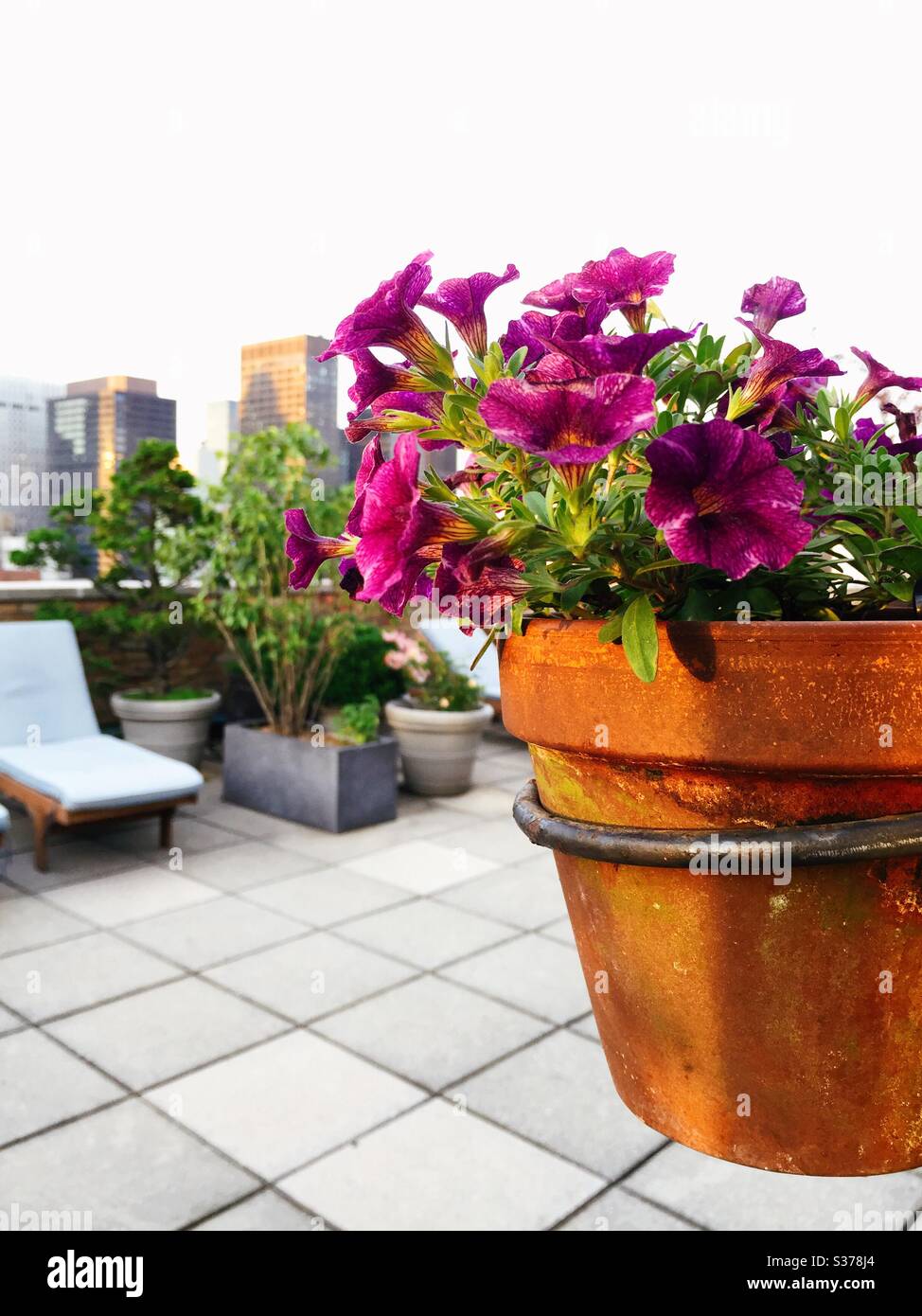 Close up of a flower pot on a luxury apartment building landscaped sundeck in midtown Manhattan, NYC, USA - Smartphone Captured Stock Image