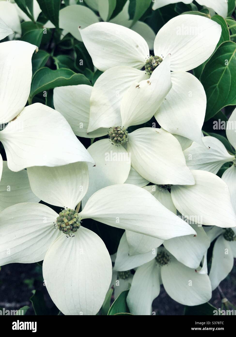 white dogwood tree flowers creating a pattern Stock Photo
