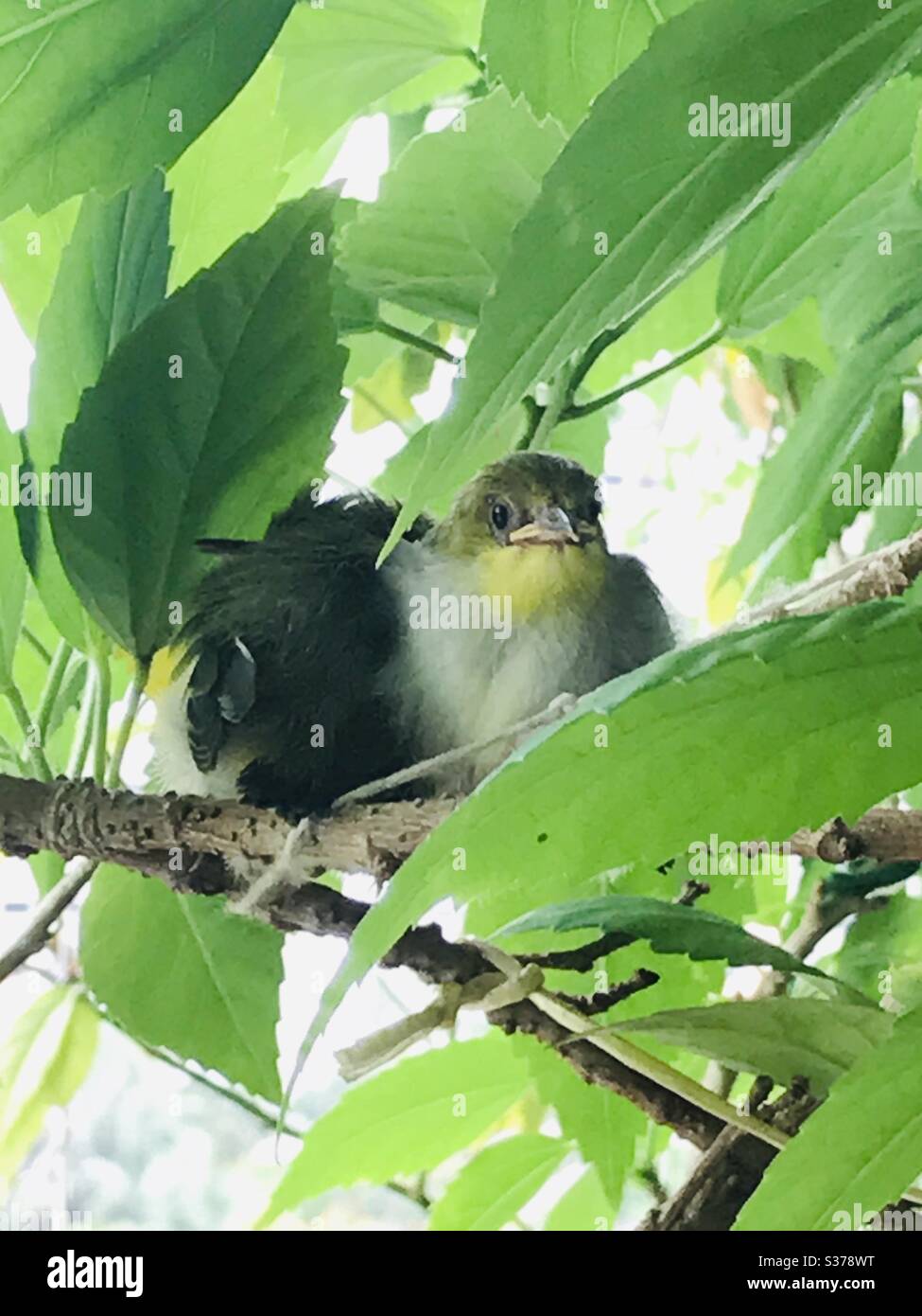 Baby fly catcher wild free bird resting in hibiscus plant branch before ready to fly off from nest forever, zoomed, took from my home garden in singapore Stock Photo