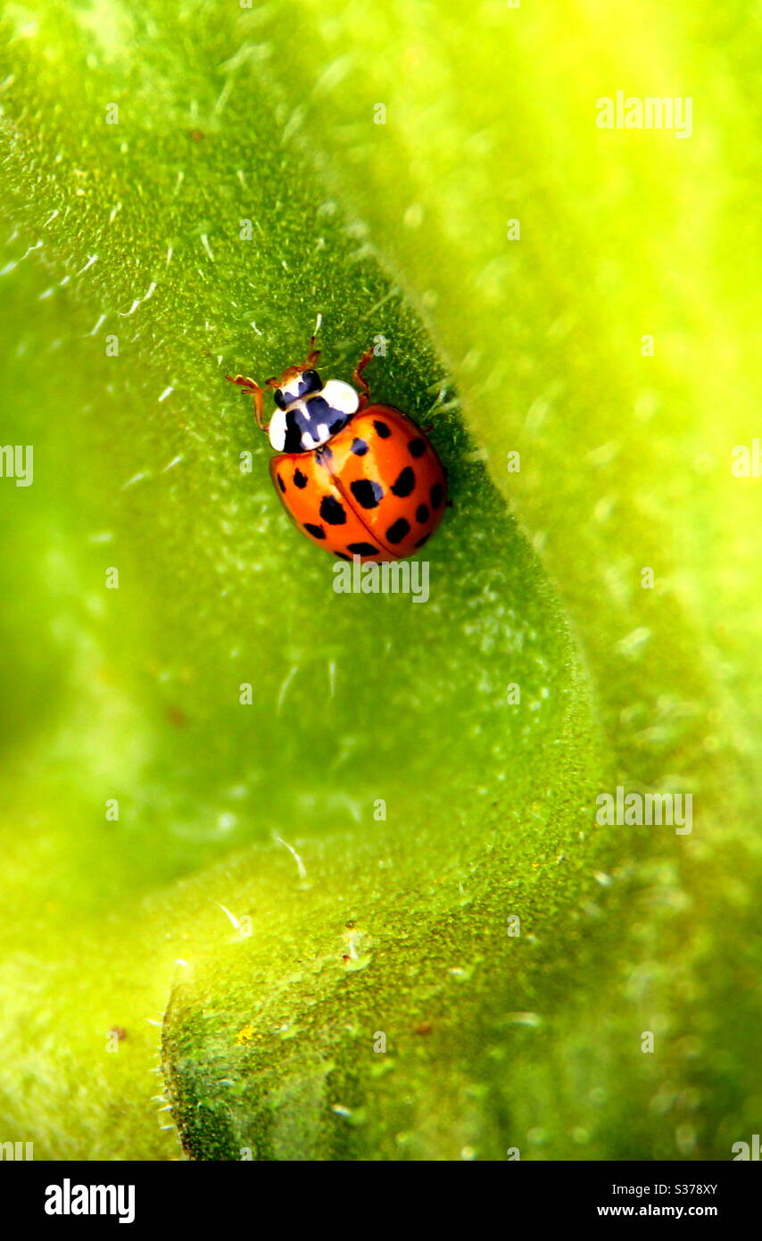 Lady bird hi-res stock photography and images - Alamy