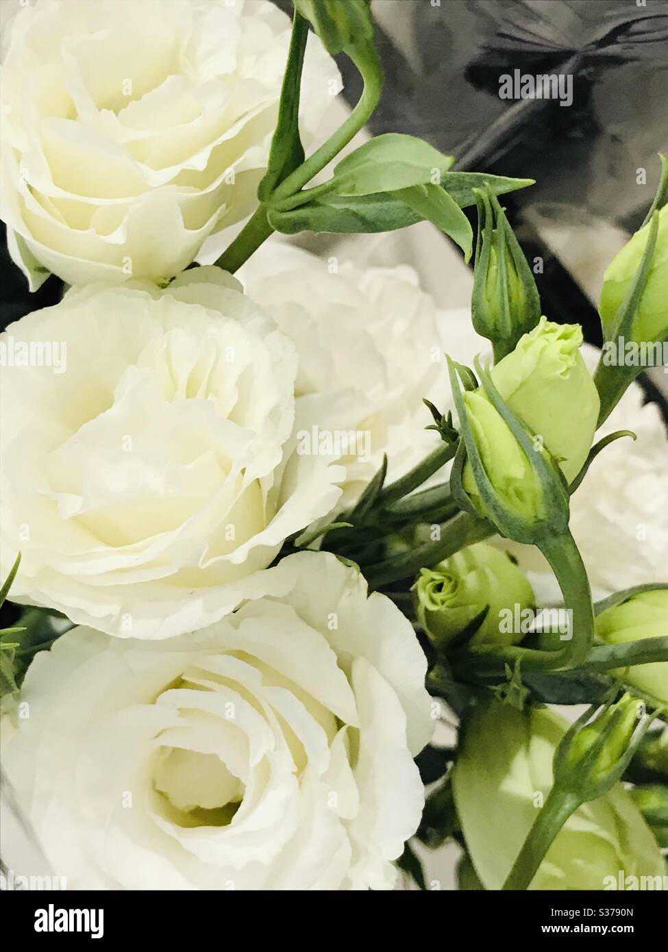 Ranunculus Tomer Picotee flowers a rose like beauty, Long lasting cut flowers in a bouquet- white flower similar to roses aka Buttercups , substitute flower, Lisianthus, Eustoma, Camelia Japonica Stock Photo
