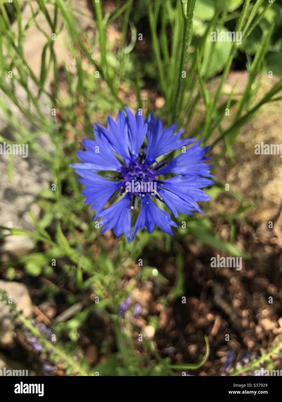 Bright blue cornflower Stock Photo