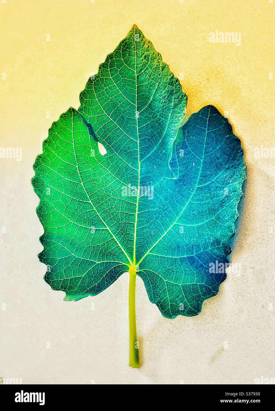 A single green Fig leaf on a light background - Smartphone Captured Stock Image