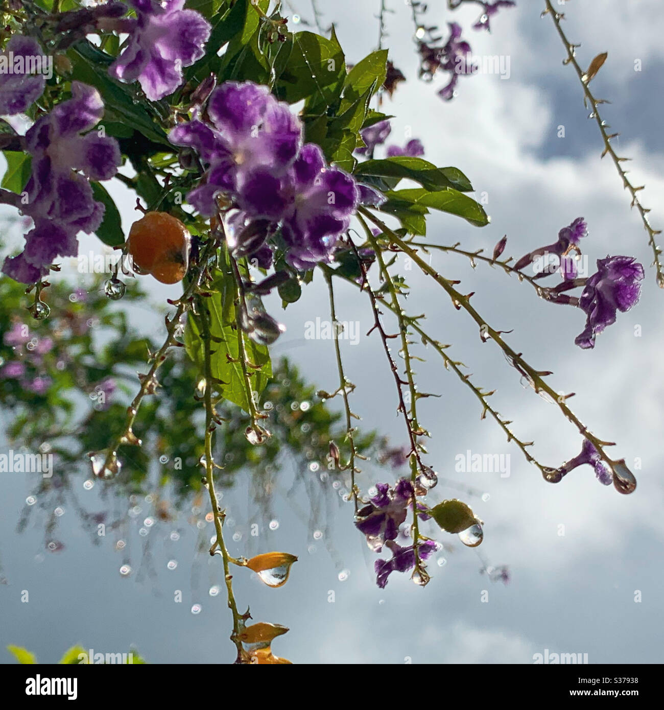 Raindrops on purple flowers Stock Photo